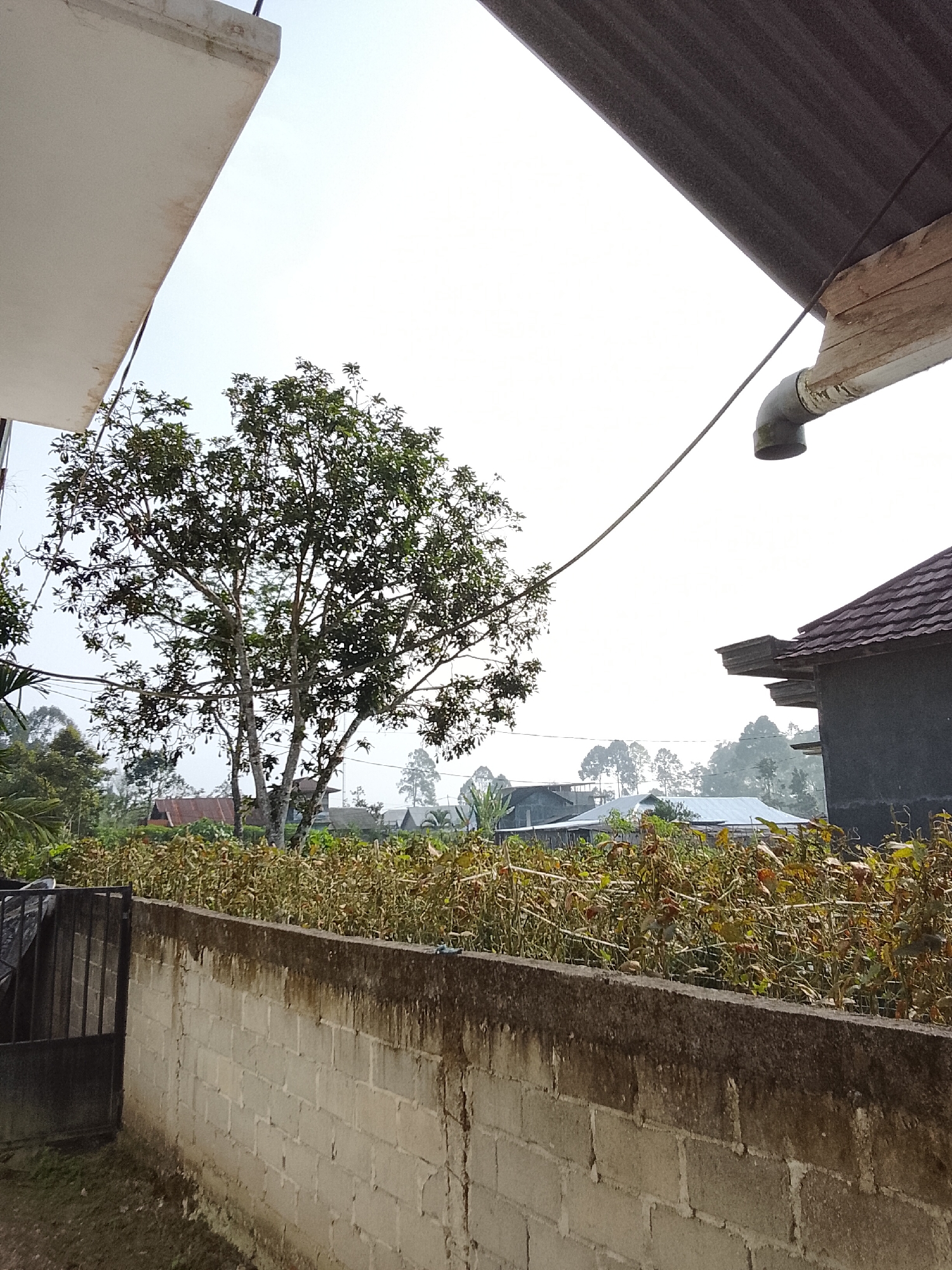 The image captures an outdoor scene, likely in a residential area in Padang Dalom, Indonesia. In the foreground, a concrete block wall runs horizontally across the frame, showing signs of age and wear with dark staining along its top edge. To the left, a dark metal gate is partially visible. Behind the wall, a dense hedge of dry, brown vegetation extends across the middle ground, with some green foliage interspersed.
Dominating the center of the image is a large tree with a multi-trunked base and a full canopy of green leaves. Behind the tree and hedge, several houses with various roof types are visible, including some with red-tiled roofs and others with corrugated metal roofs. The background consists of a hazy, overcast sky with distant hills and trees, suggesting a slightly misty or overcast day.
Overhead, the edge of a light-colored overhang extends from the upper left, and a dark, corrugated roof structure with a drainpipe is visible in the upper right, implying a close proximity to buildings. A thin wire runs diagonally across the upper portion of the image, connecting the two overhead structures. The overall impression is one of a somewhat rustic, lived-in environment.