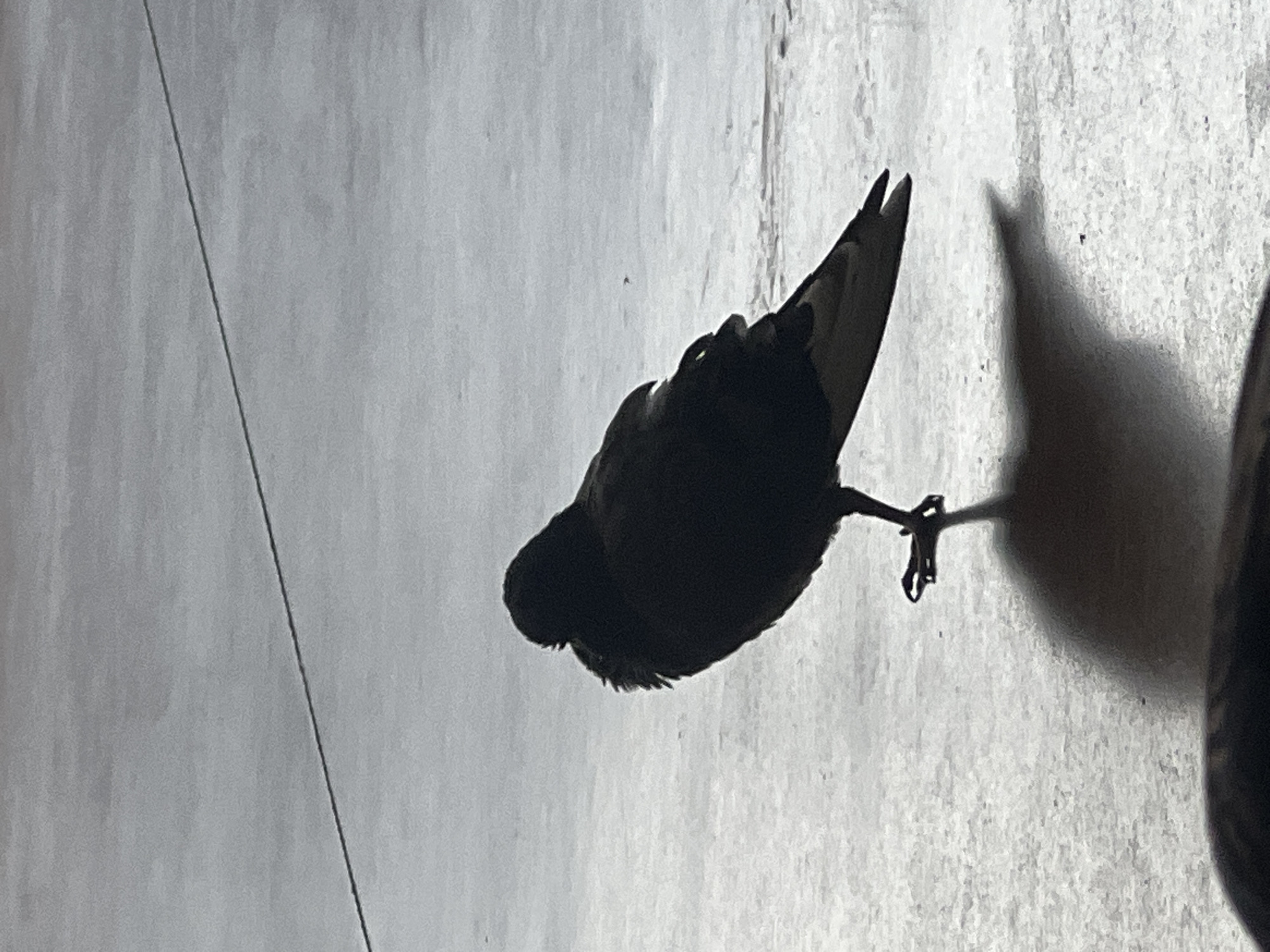 The main image, presented rotated sideways, captures the stark silhouette of a bird against a textured, light-colored background. When viewed upright, the bird is positioned on the right side of the frame, appearing to stand on a flat surface, possibly concrete or pavement. Its entire form is rendered in deep shadow, making specific identification challenging, but it resembles a common medium-sized passerine, such as a pigeon or dove. The bird's head is slightly bowed, and its visible legs and feet firmly grip the surface.
A distinct, elongated shadow of the bird stretches out to its right, indicating a strong light source positioned behind the subject, most likely the sun. This dramatic backlighting suggests either early morning or late afternoon. The background surface exhibits a granular or slightly rough texture, consistent with a building wall or ground.
A thin, dark diagonal line, possibly a wire, string, or a fissure in the surface, traverses the upper-left portion of the image. There are no other discernible subjects, people, or objects within the frame, nor is any text visible. The scene evokes a quiet and observational moment. The provided context places the location in Las Palmas De Gran Canaria, Spain, although the image itself lacks specific visual cues to confirm this geographic detail.