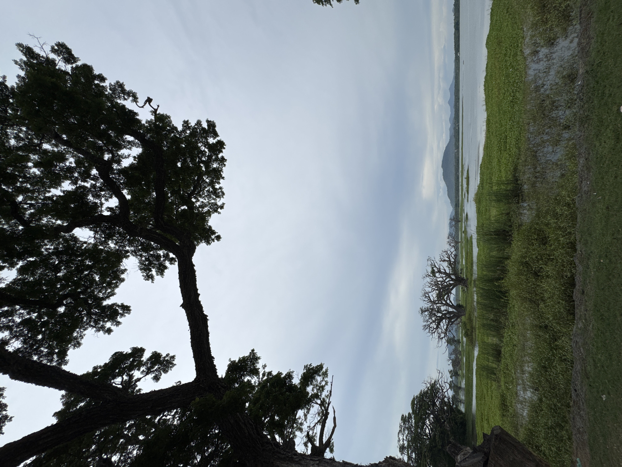 The image captures a landscape in Tissamaharama, Sri Lanka. On the left, a large tree with dense, dark green foliage dominates the foreground, its branches extending towards the upper portion of the frame. The sky is overcast with a mix of pale blue and white. In the midground, a body of water stretches towards the horizon, bordered by marshy land covered in green vegetation and grass. Some trees, appear to be submerged at the water's edge. Hills are faintly visible in the distance, near the horizon. The lighting suggests an overcast day.