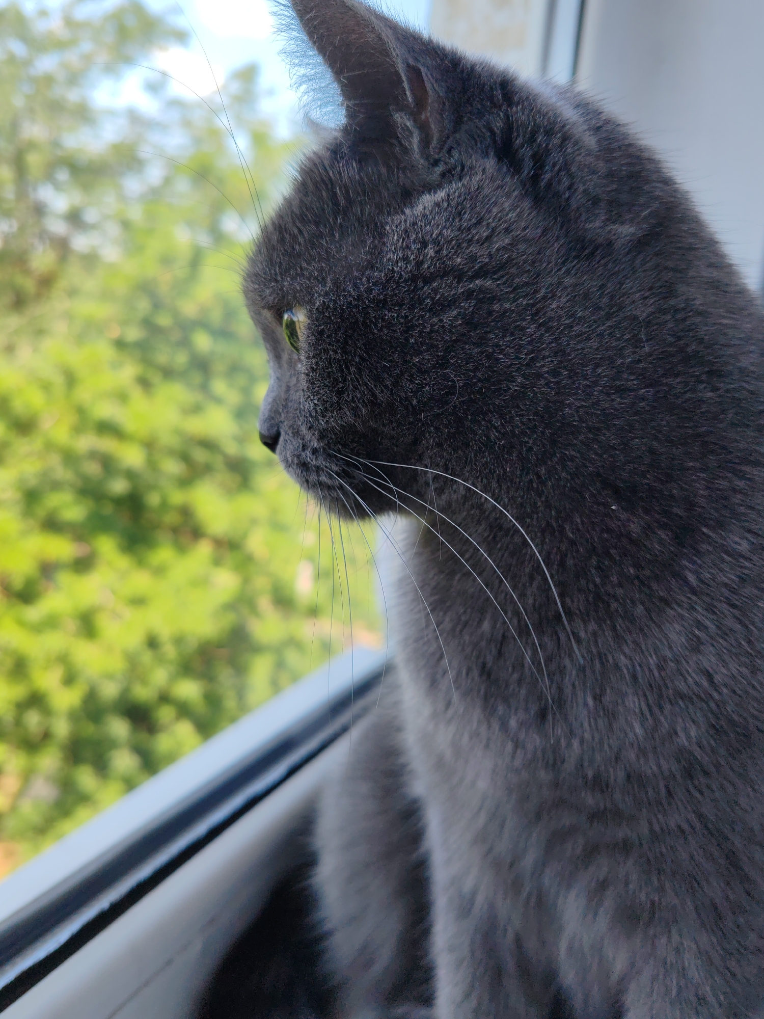 This is a close-up, profile view of a grey cat sitting on a windowsill, looking out at a blurred background of green trees and a light blue sky. The cat's fur is short and dense, and its whiskers are long and white. Its eye, which is a pale green, is visible. The windowsill is white and appears to be made of plastic. The image is taken from a slightly low angle. The location is not specified as Loris, Russia.