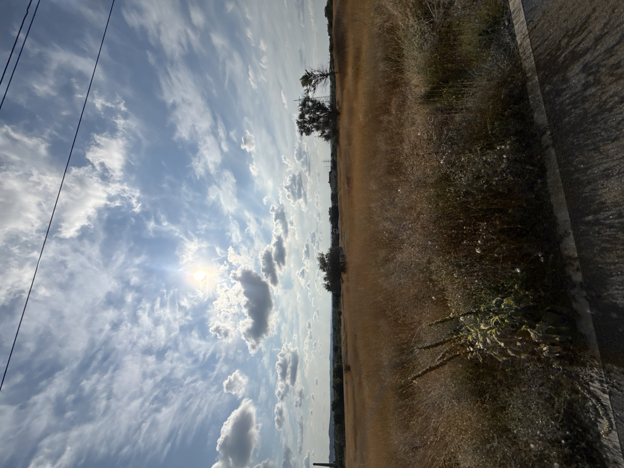 The image depicts a wide, dry grassy field under a bright, partly cloudy sky. The sun is visible, shining through scattered clouds. In the distance, a thin, dark smokestack or tower is visible on the left horizon, and several power lines stretch across the sky. The field is dominated by golden-brown grass and interspersed with sparse green vegetation and scattered white wildflowers. Two trees with dark foliage stand in the middle ground, and a house is partially visible behind them. In the foreground, a large clump of green leafy plants grows by the side of a paved surface that appears to be a road or path, casting shadows. The overall impression is one of a rural landscape on a sunny day.