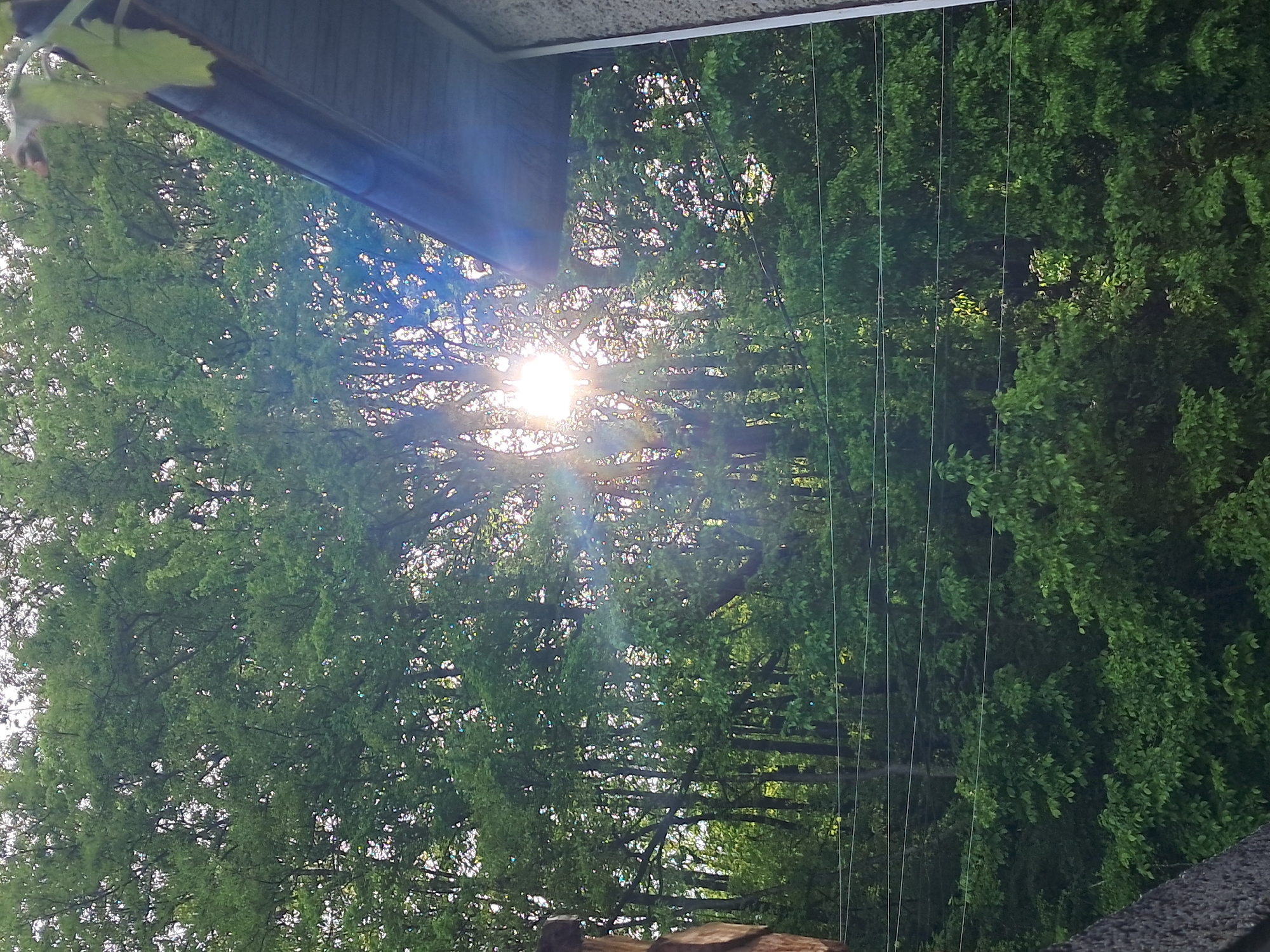 The image, taken from a low angle, shows a densely forested area. The sun is shining brightly through the trees, creating lens flare. Powerlines are also present. The location is Seykovtsi, Bulgaria. A portion of a building is visible in the top left corner.