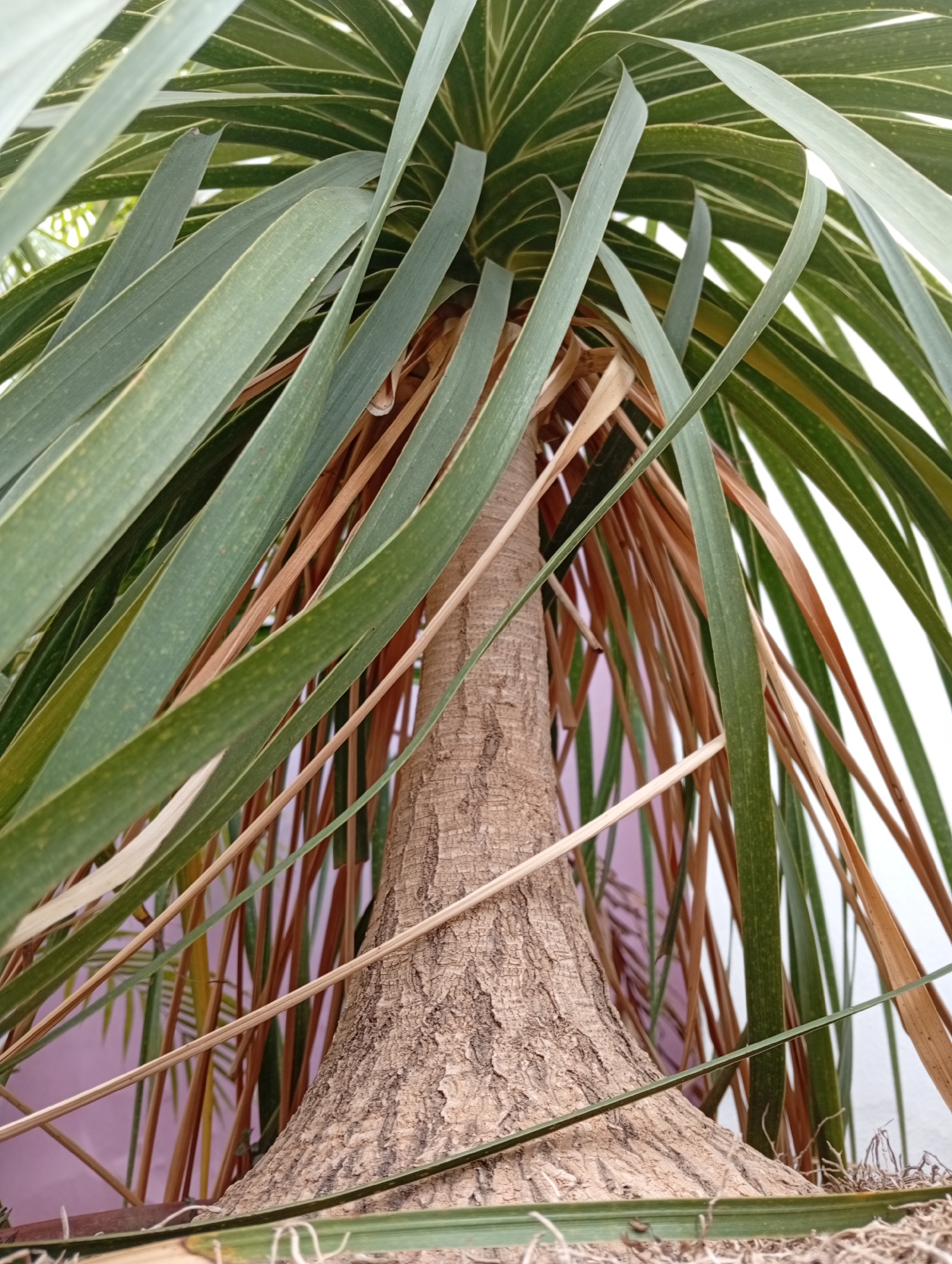 The image shows a close-up of the trunk and fronds of a palm-like plant. The trunk is rough and textured, with a bulbous base. Long, green fronds arch downwards, some with yellow or brown tinges, suggesting they are older or drying. The background is a soft blur of pink and white, indicating an out-of-focus environment, possibly a wall or a garden. There are no people or visible actions in the image. The scene appears to be static and focused solely on the botanical subject. The location provided, Gura Top, Nigeria, is a geographical reference and is not visually depicted in the image itself.