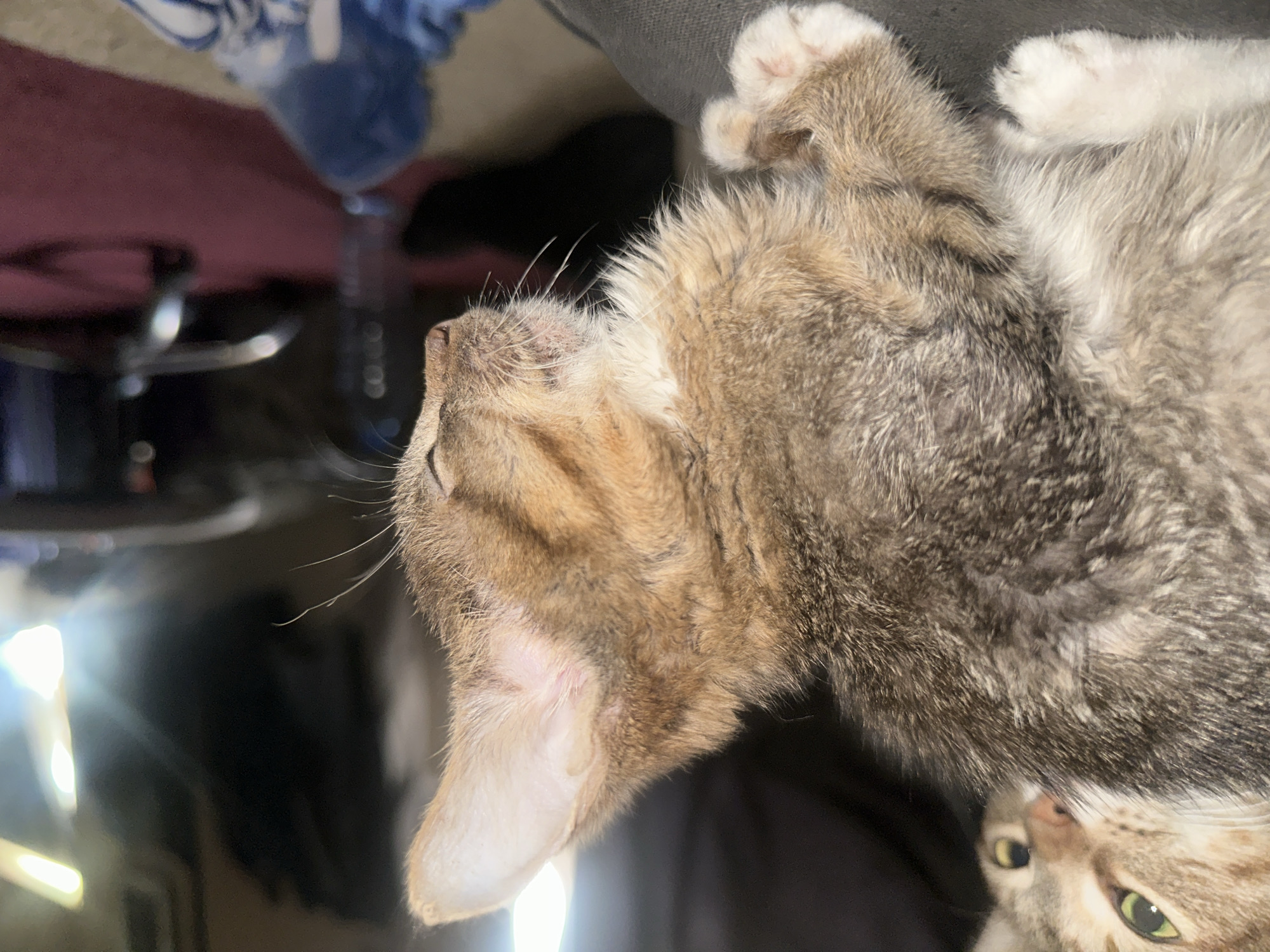 The image is a close-up, low-angle shot of a tabby kitten resting on a dark surface. The kitten's fur is a mix of brown, black, and white. Its paws are white. The kitten's head is turned to the right, with its eyes closed and its ears perked. In the background, another cat's face is partially visible, with its eyes open and looking to the left. The background is dark and blurred, with some bright lights and what appears to be furniture. There is no information in the image to suggest the location is in Jos, Nigeria.