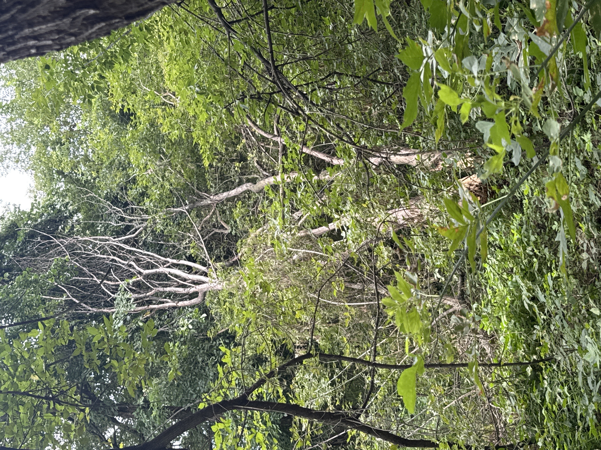 The image shows a dense, overgrown forest with lush green foliage and numerous branches. In the center of the image, a light-colored, gnarled tree trunk stands out against the darker greens of the surrounding vegetation. The ground is covered in a thick carpet of leaves and smaller plants. The lighting suggests it is daytime, with dappled sunlight filtering through the canopy. There is no discernible indication of specific landmarks or features that would place the scene in the city of Ufa, Russia.