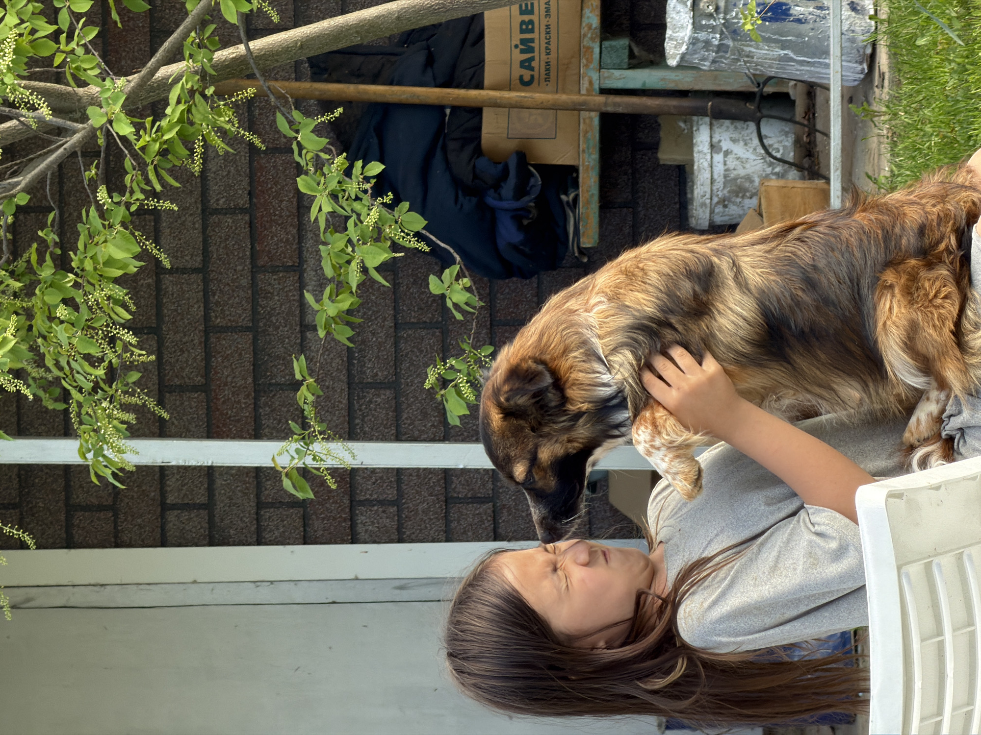 A young girl is seated in a white plastic chair outdoors, holding a medium-sized, brown and black, shaggy dog. The dog is standing on the girl's lap, and their faces are close together. The girl is squinting, and the dog is looking down at her. Behind the girl and dog, there is a low white fence or wall and a brick-patterned ground surface. In the background, there is a tree branch with green leaves and flowers. Additionally, there is a cardboard box with text in Cyrillic, suggesting a location in Russia, potentially Chaikovsky, Russia. There are also various objects and materials, including wood and metal, partially visible in the background.