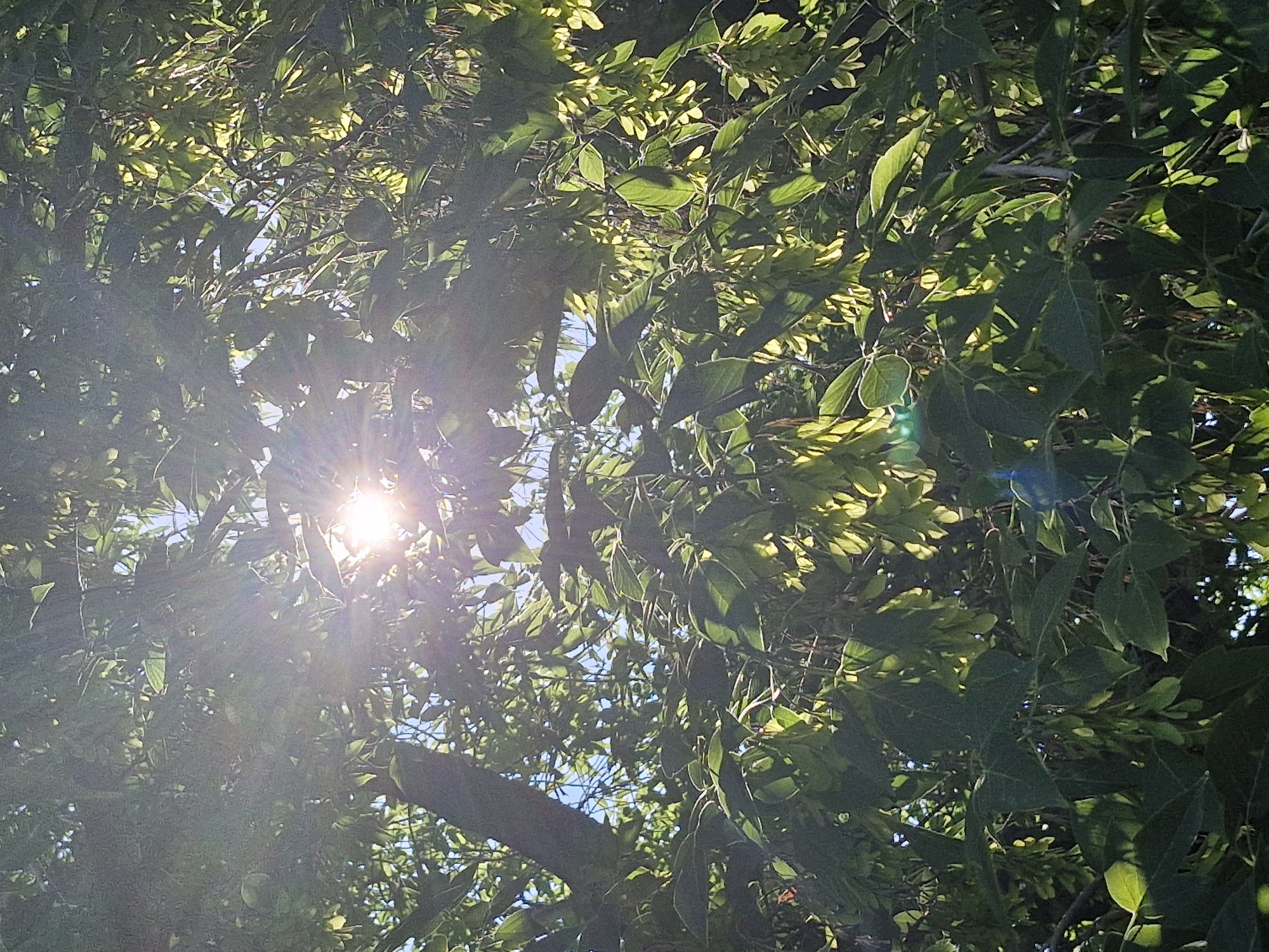 The image depicts a close-up, upward view of tree branches and leaves illuminated by the sun. Sunlight filters through the foliage, creating lens flares and bright spots. Clusters of seed pods are visible hanging from the branches, appearing green and elongated. The leaves are predominantly green, with some catching the light and appearing yellowish. The background shows glimpses of a clear blue sky interspersed with the dense canopy. The scene is likely from Kokshetau, Kazakhstan, given the context provided. There are no people or explicit actions depicted in the image.