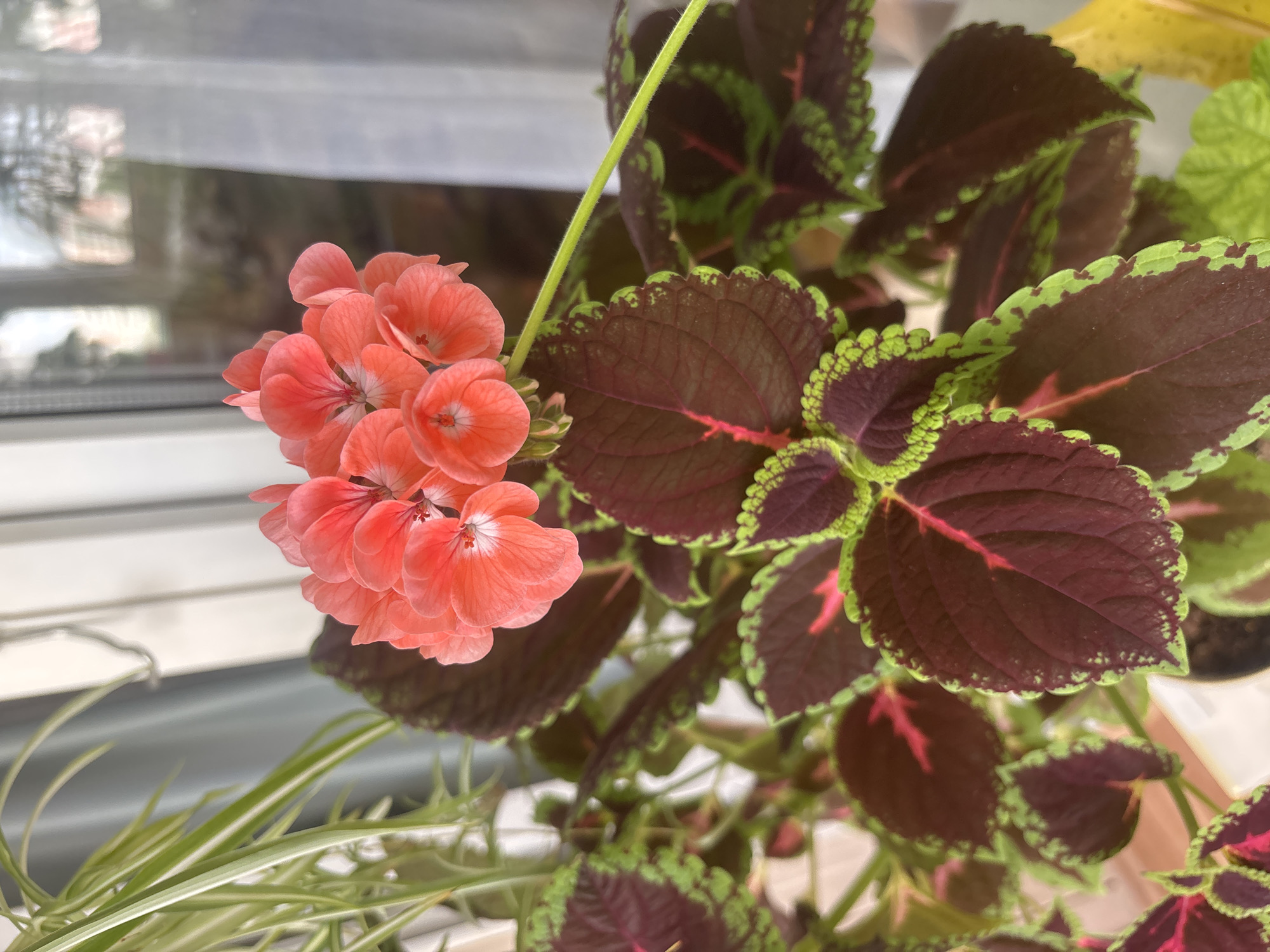 The image shows a close-up view of a cluster of salmon-pink geranium flowers, with delicate white centers, blooming above a plant with large, dark burgundy leaves edged in bright green. The plants are indoors, placed near a window with sheer white curtains visible in the background, and reflections of buildings and sky can be seen in the windowpane. The lighting suggests it is daytime, possibly morning or afternoon. There are no people or animals in the image. The scene appears to be a domestic setting, perhaps a windowsill in an apartment. There is no information in the image to suggest the location is Moscow, Russia.