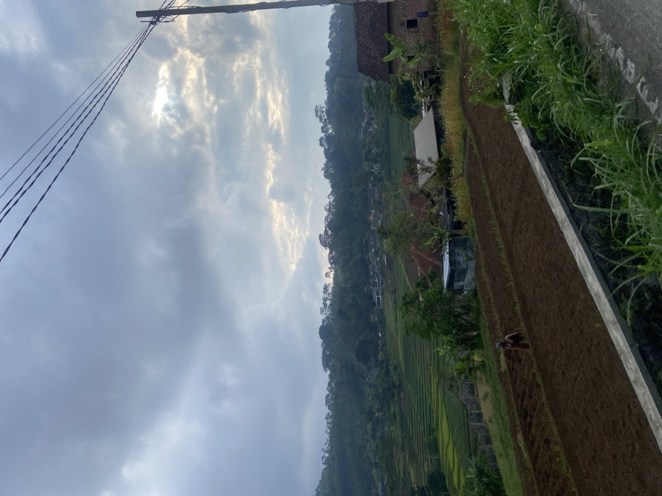 The image portrays a rural, agricultural landscape in the vicinity of Belik, Indonesia, under an overcast sky. In the immediate foreground, a concrete and stone barrier borders a dirt area with green grass. A dark utility pole with multiple overhead power lines extends from the upper right. The mid-ground features a large, brown cultivated field with discernible rows. One individual, dressed in dark attire, is positioned within this field, stooping as if engaged in manual labor. Beyond this field, scattered residential structures, some with red-tiled roofs and others with corrugated metal, are visible among trees and vegetation. The background reveals extensive terraced rice paddies, vibrant green, ascending the slopes of multiple hills which are densely covered in trees at their peaks. The sky is predominantly grey with heavy clouds, though lighter, yellowish patches indicate sunlight filtering through.