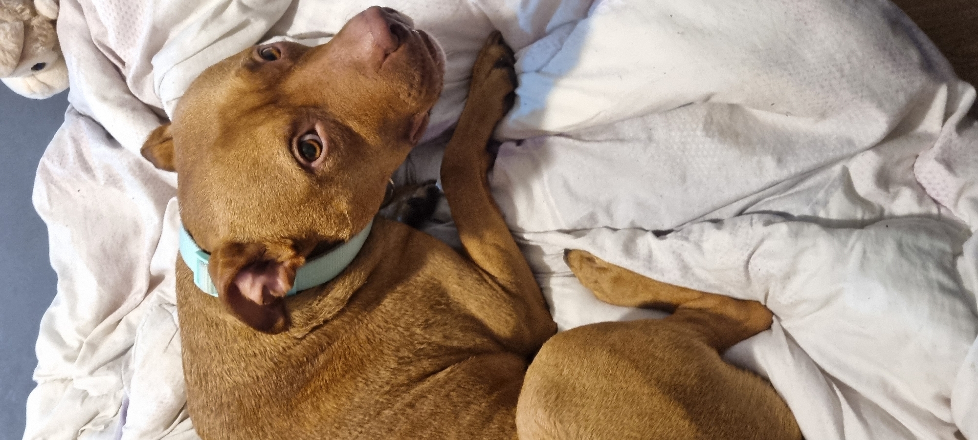 A brown dog with a light blue collar lies on a white wrinkled sheet. The dog is looking up, with one paw extended towards the top right corner of the image. A plush toy is partially visible in the top left corner. The background is a gray floor. The location is not discernible from the provided image.