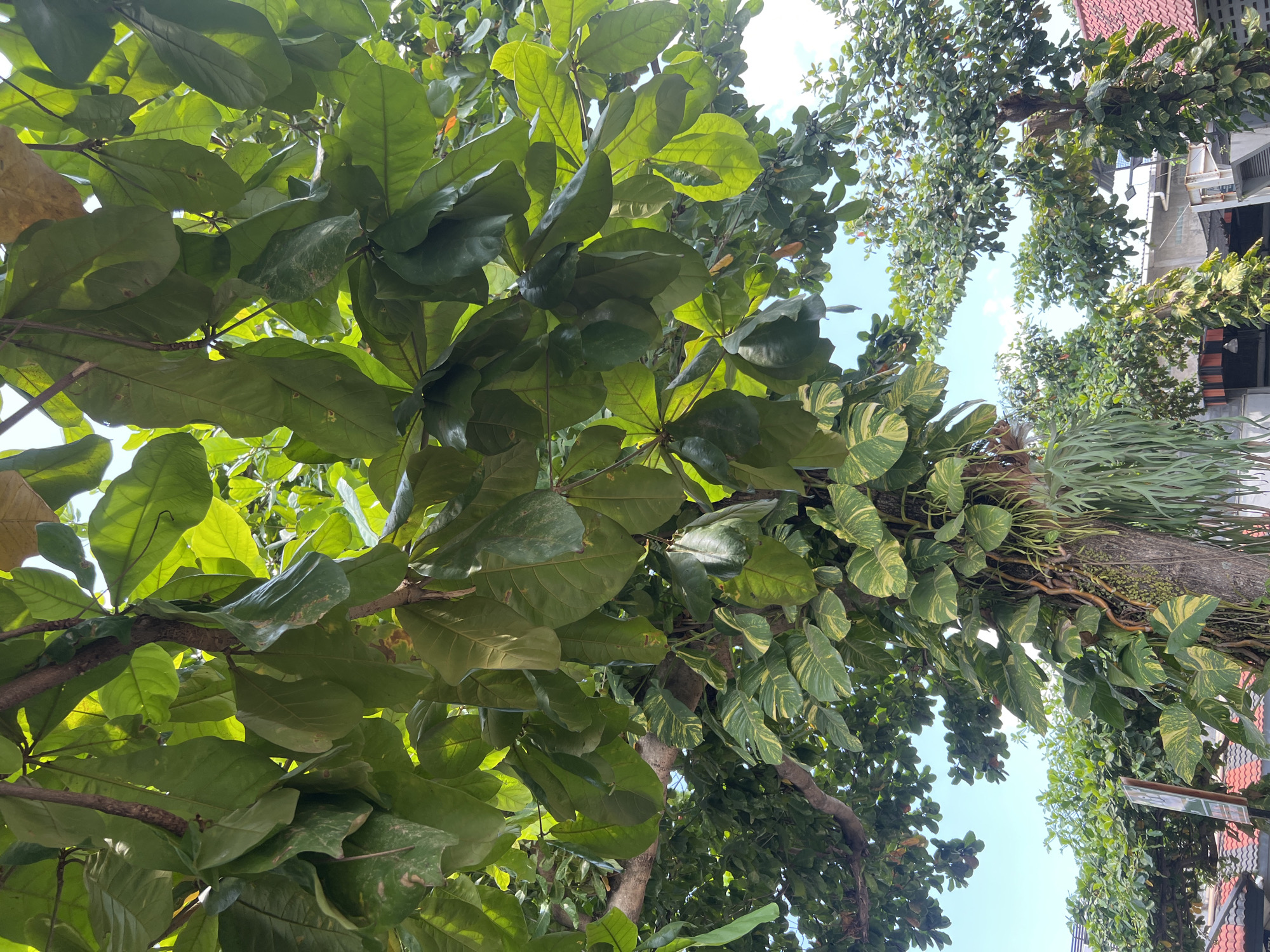 This low-angle shot captures the dense foliage of a large tree in Yogyakarta, Indonesia, with the sky visible through the leaves. The tree's thick trunk is partially obscured by vines, including a prominent Pothos plant with variegated green and yellow leaves. Epiphytic plants, possibly ferns, hang from the trunk. The background shows other trees, a blue sky with some clouds, and hints of structures, including a red-tiled roof and a white building with a solar panel. The scene appears to be an outdoor urban environment.