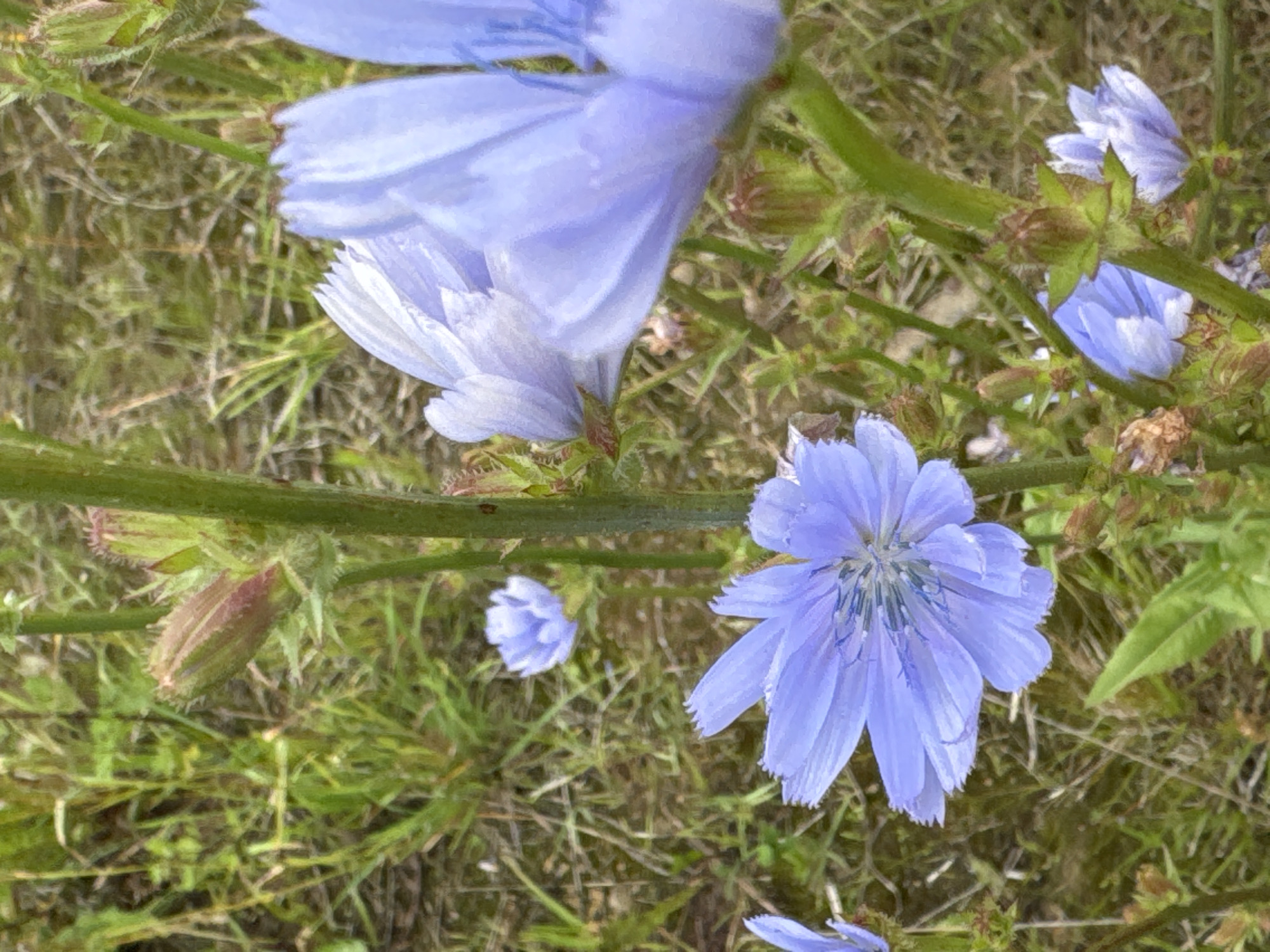 The image shows a close-up of several light blue chicory flowers with detailed petals and pistils. The flowers are growing in a field with green grass and other wild plants. Some flower buds are also visible, along with dry seed heads. The focus is on the flowers, with the background softly blurred. The location in the city of Mars, Russia, is not discernible from the visual information provided in the image.
