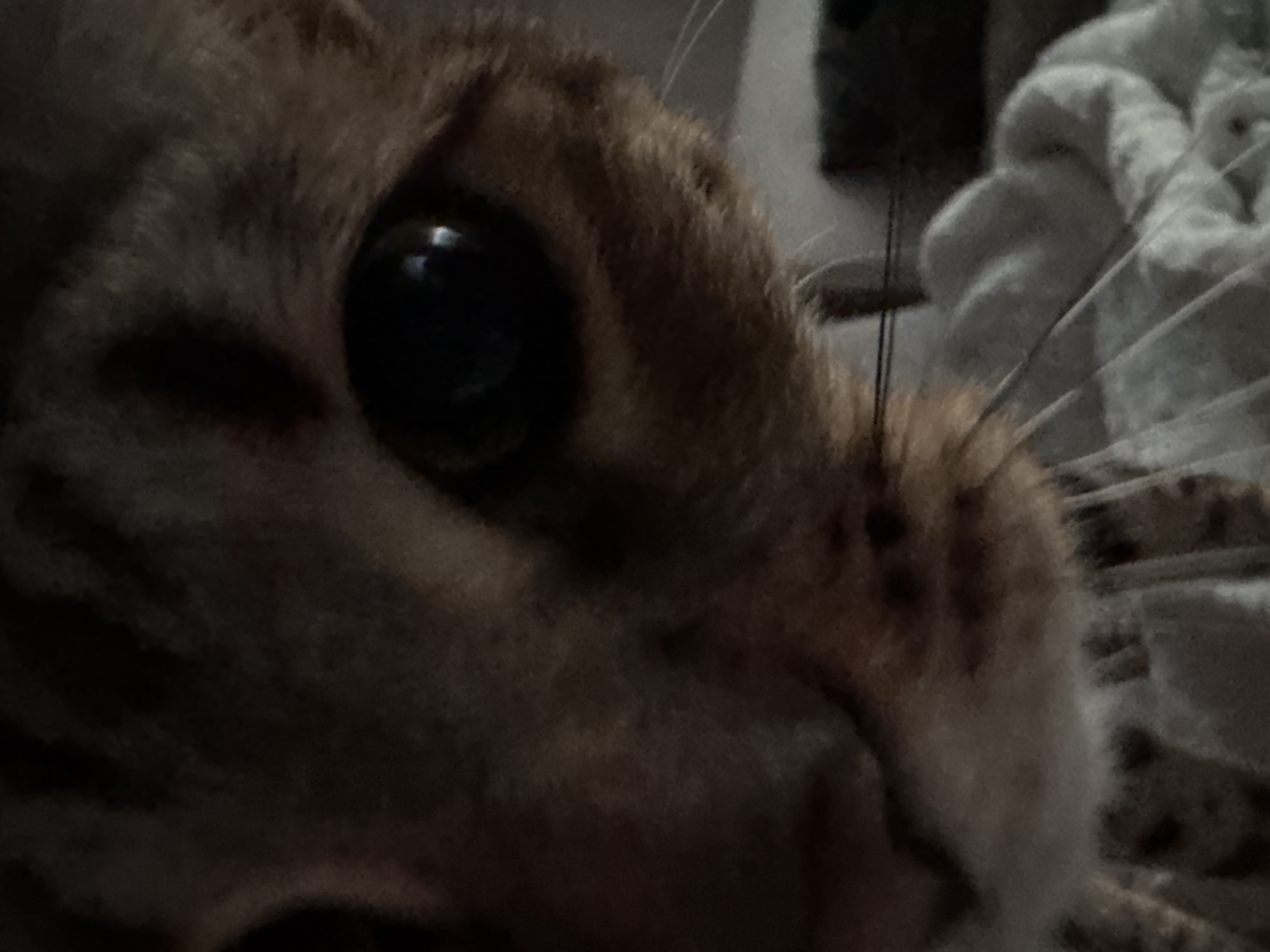 An extreme close-up, eye-level forensic photograph taken in Votkinsk, Russia, captures the face of a domestic feline, likely a Bengal cat due to its patterned brown and black rosetted fur. The cat's right eye, prominently dilated to an almost entirely black pupil with a circular specular highlight, dominates the upper right quadrant. Portions of the snout, whisker pads, and multiple thin, light-colored whiskers extending horizontally are visible on the lower right. The left side of the cat's face is obscured by deep shadow and the frame edge. Illumination is low, creating deep shadows and muted colors. The background consists of a blurry, light-colored, soft textured fabric (possibly a blanket) in the lower right, partially obscured by darker, indistinct forms, indicating an indoor setting. The cat is positioned facing directly towards the camera.
