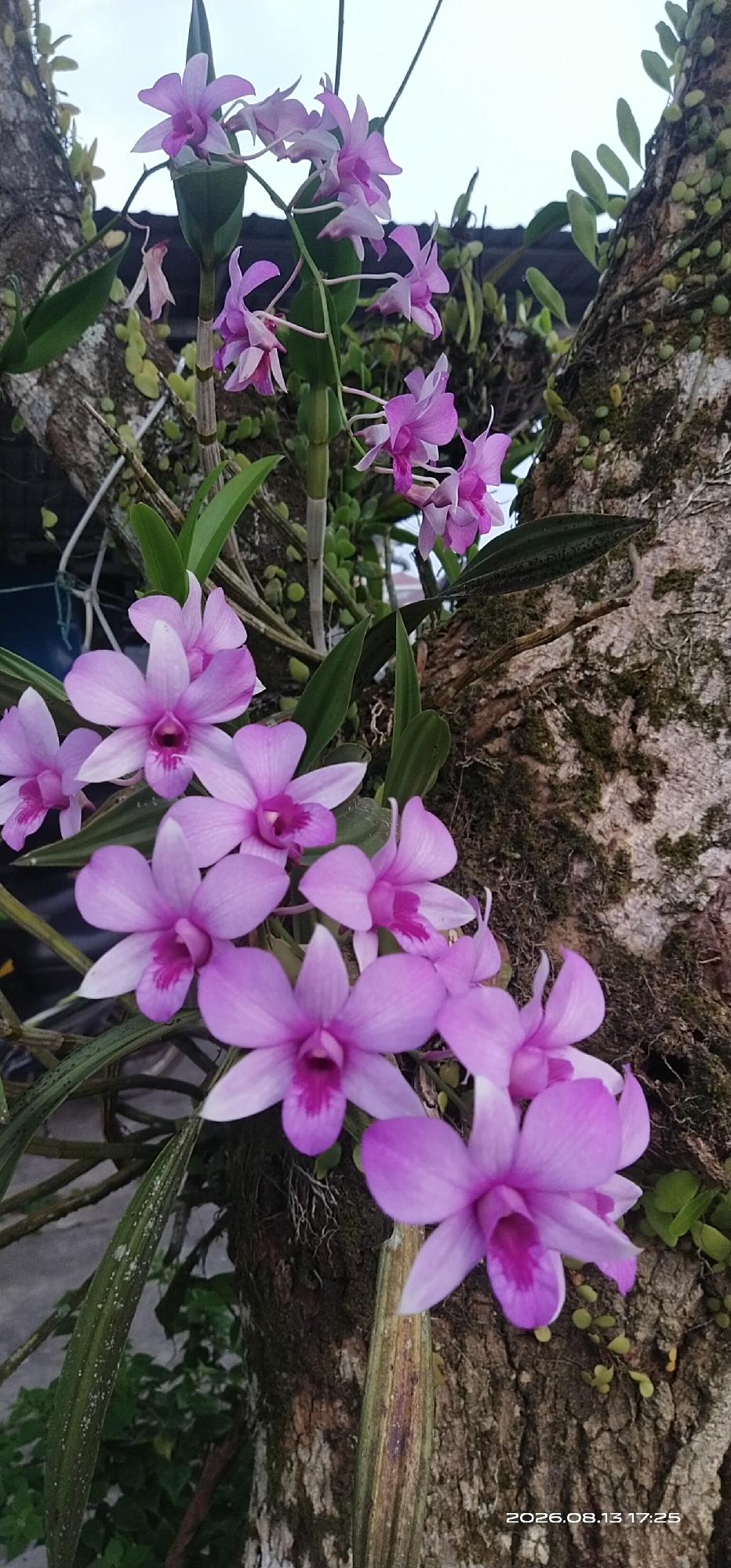 This is a close-up, eye-level, outdoor, vertical shot of a cluster of pink and purple orchids growing on the trunk of a tree. The tree trunk is rough and textured, with moss and small green plants growing on it. The orchids have delicate petals and a darker pink center. Some of the flowers are in full bloom, while others are buds. The background is blurred and shows a hint of greenery and a roofline, suggesting an urban or suburban environment. The lighting appears to be natural daylight. There is a timestamp in the bottom right corner that reads "2026.08.13 17:25". This image was taken in Matabu, Indonesia.