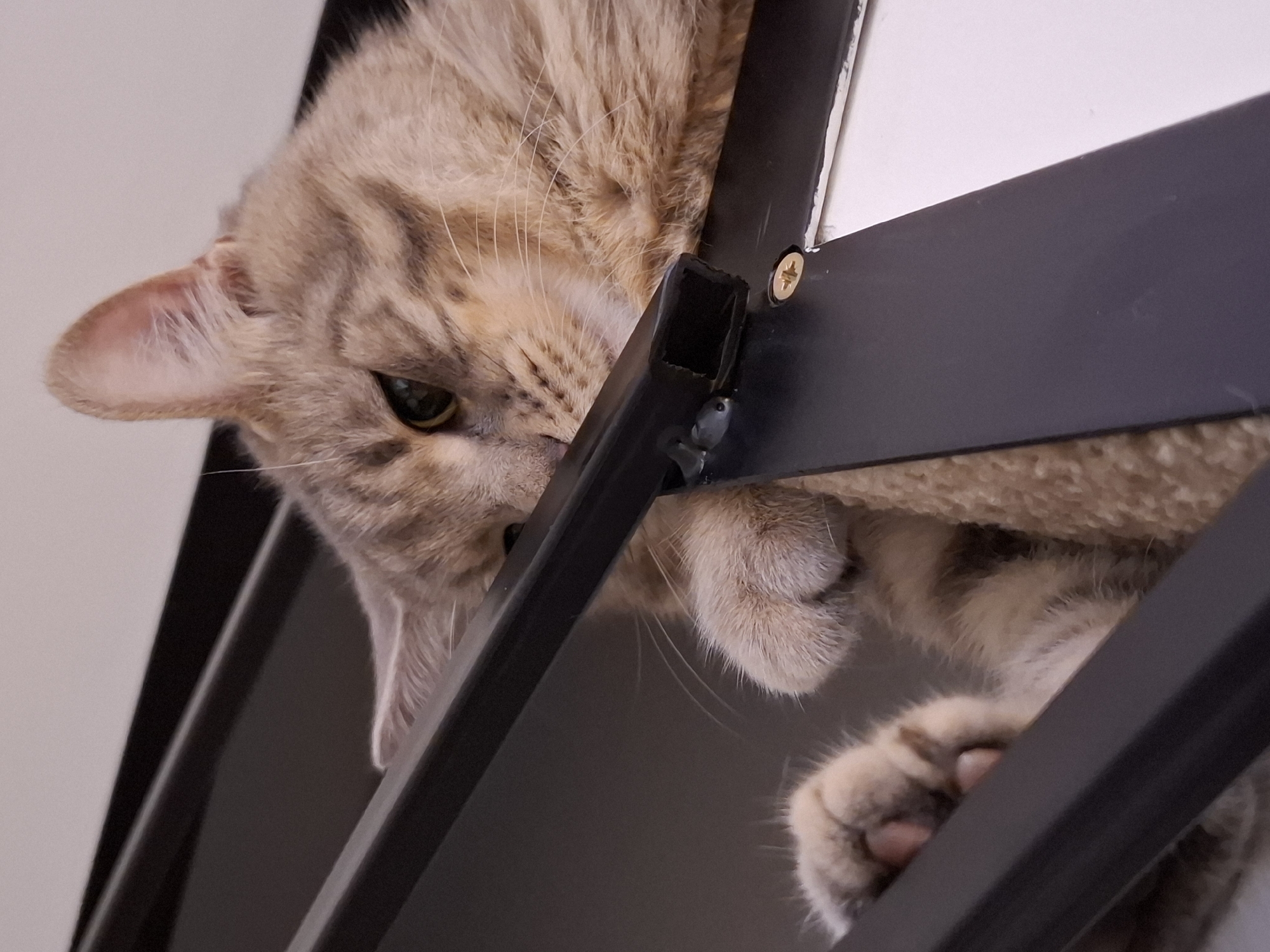 A low-angle, medium shot captures a domestic cat from the chest up, resting on a multi-level pet structure. The cat is a light brown tabby with darker brown stripes. It is positioned at an angle, with its head resting on a black metal bar, and its body partially obscured by the structure. One of the cat's front paws is visible, extended forward, with pink toe beans showing. The cat's eyes are open and looking towards the left of the frame. The background is indistinct, with areas of dark gray and white. The lighting is natural, coming from above and slightly to the right. The image is sharp and in focus on the cat.