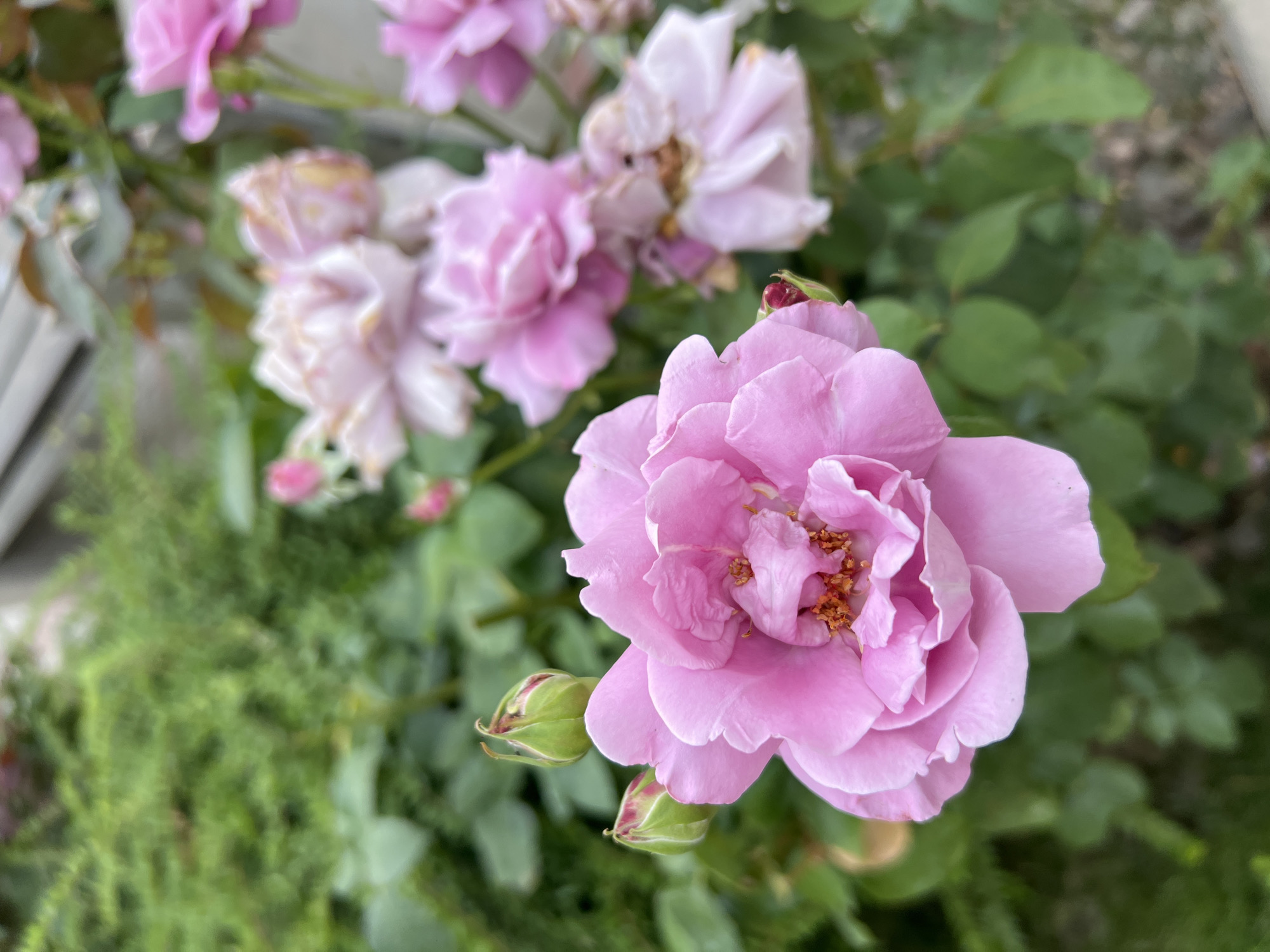 In Kryzhanivka, Ukraine, a close-up shot focuses on a cluster of pink roses in full bloom and their buds. The foreground is dominated by a large, open pink rose with delicate petals and visible orange stamen. To its left, two green rosebuds, tinged with red, are poised to open. Behind these, a variety of other roses, some fully bloomed in shades of pink and pale mauve, and others beginning to wilt, are visible. The background consists of lush green foliage and a blurry hint of a structure. The lighting suggests it is daytime.