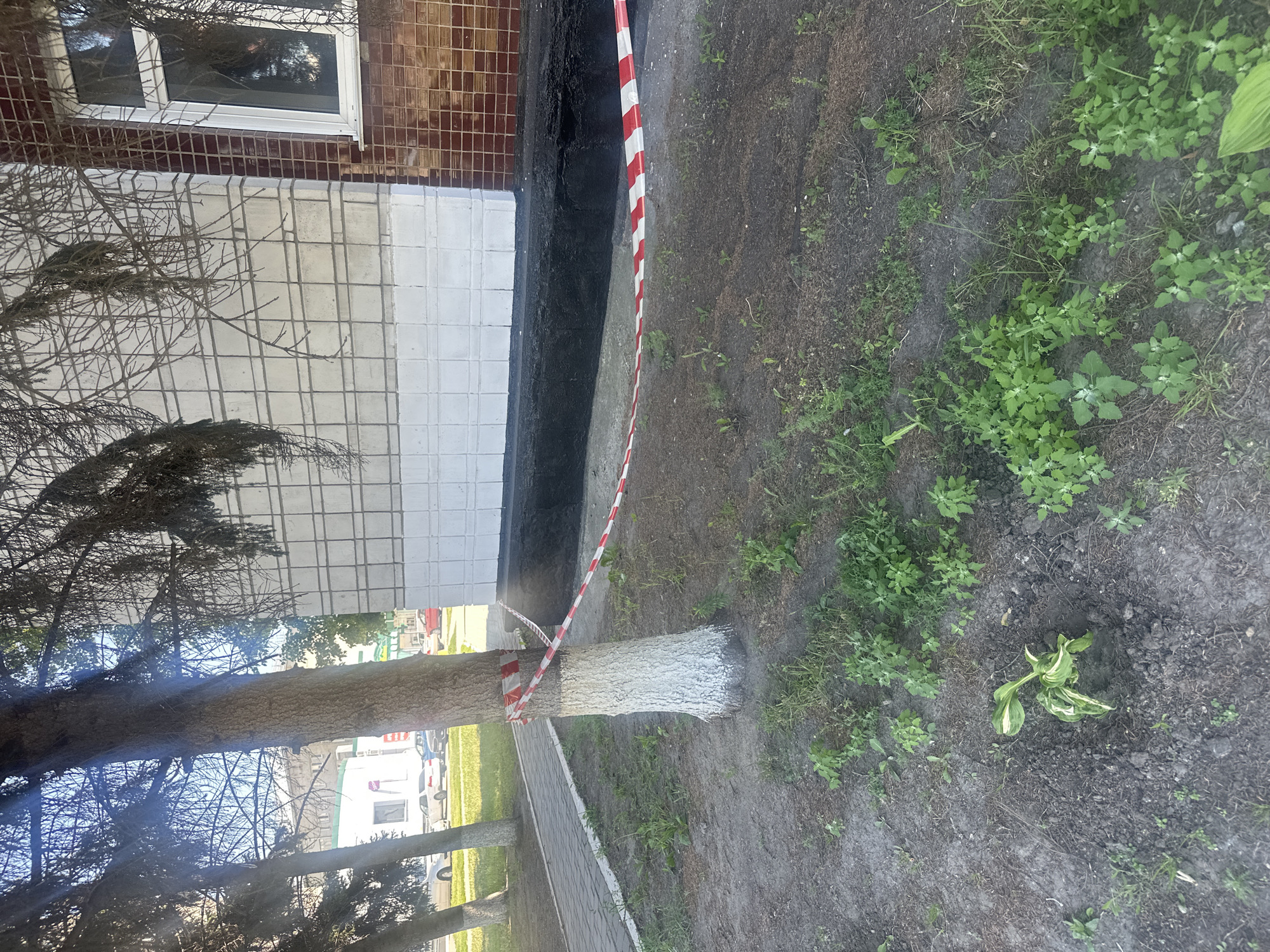 The image depicts an outdoor scene in Novoaltaysk, Russia, featuring a tree trunk wrapped with red and white striped caution tape. The tree is situated near a building with a tiled facade, partially obscured by evergreen branches. A black foundation or base is visible along the bottom of the building. In the foreground, the ground is covered in soil and scattered with green vegetation. A paved walkway is visible to the left of the tree, with cars parked in the background. The overall setting appears to be an urban or suburban environment, possibly a residential area or park.