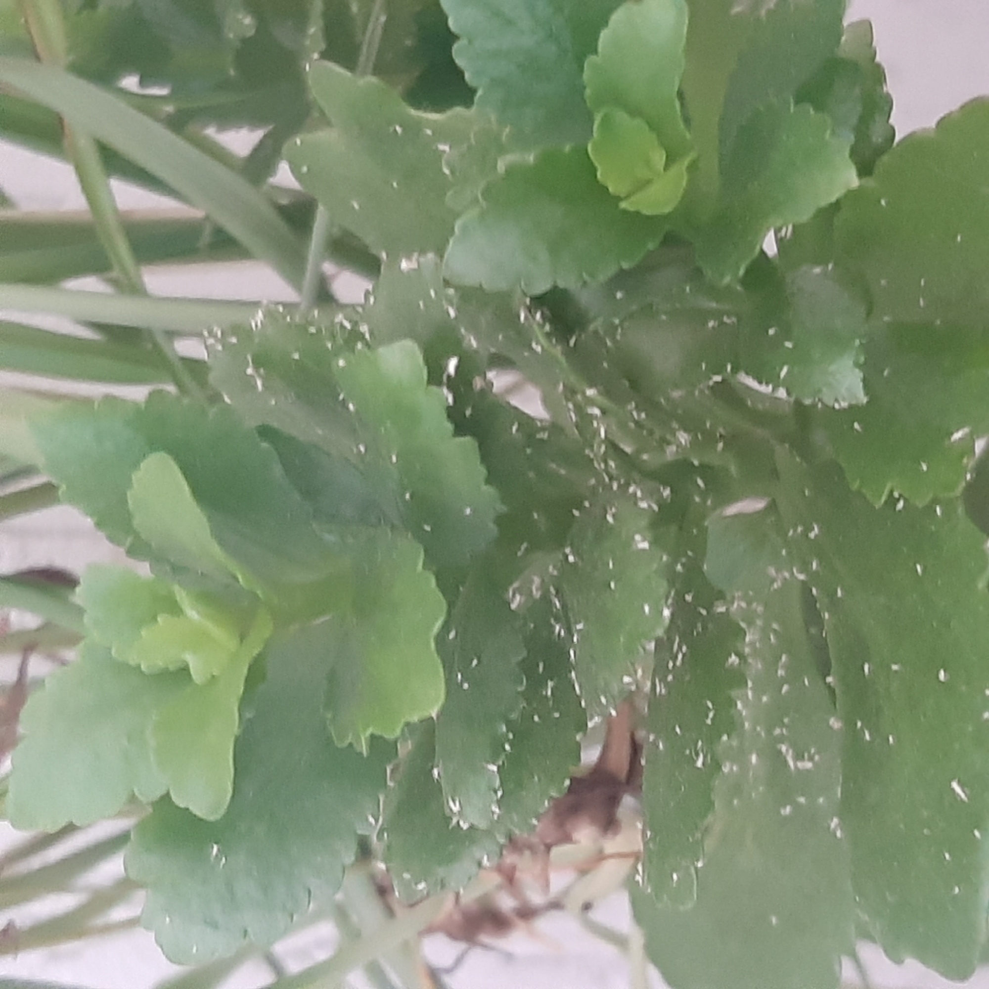 The image shows a close-up of green succulent plant leaves with numerous small white specks on them. These specks appear to be clustered along the edges and undersides of the leaves, and some are scattered across the surfaces. The plant is indoors, likely in a pot, with other foliage visible in the background. The lighting is soft, and the focus is on the plant. No specific location in Sambir, Ukraine, can be identified from the image content.