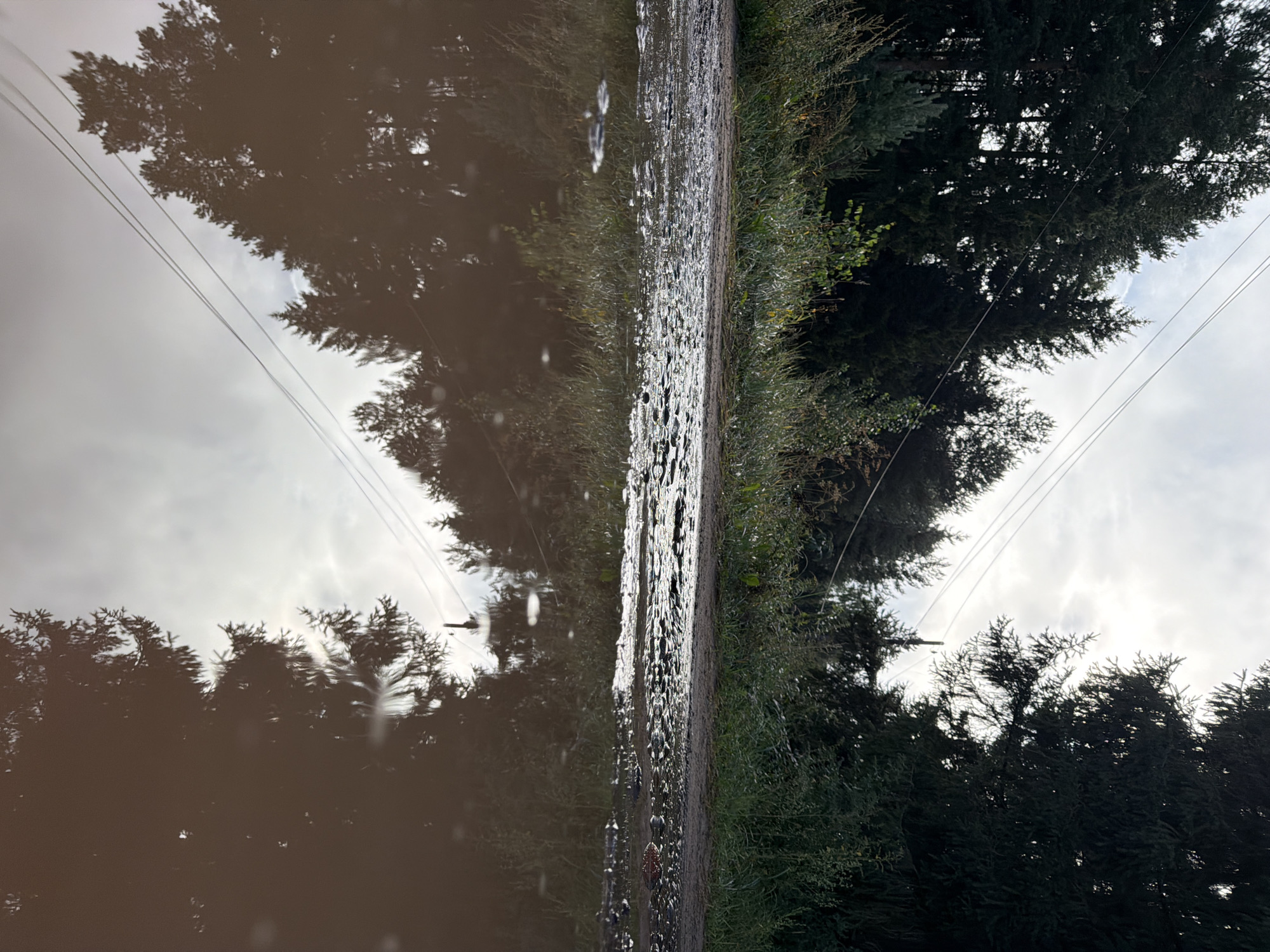 The image shows a muddy puddle on a dirt road, reflecting trees and power lines. The scene is likely located in Chaikovsky, Russia, given the context. The puddle's surface is disturbed with ripples and small debris. The surrounding environment consists of dense evergreen trees and tall grass. The sky is overcast with hints of sunlight breaking through. There are no people or animals visible in the frame. The overall impression is one of a natural, somewhat rustic setting after a period of rain.