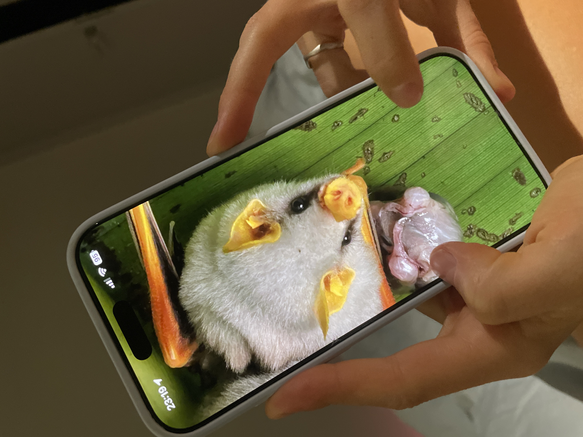 A person is holding a smartphone displaying an image of a Honduran white bat. The bat is nestled within a green leaf with orange stems visible around it. The bat has a white fluffy body, black eyes, and distinct yellow leaf-like structures around its nose and ears. Next to the bat is a pink, organ-like mass. The phone is held by two hands, with a ring visible on one of the fingers. The phone's screen displays the time as "23:19" and indicates strong cell service. The background of the overall image is blurred and unclear. The location is not identifiable as Saint Petersburg, Russia.