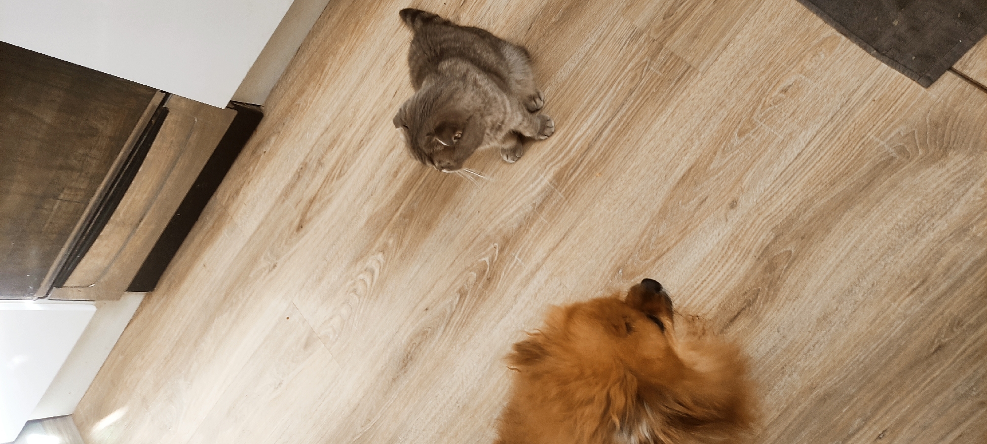 On a light-colored wooden floor, a gray cat with folded ears sits facing the top of the image, while a reddish-brown dog lies facing downward. The scene appears to be indoors, likely in a home in Fryazino, Russia, though the location is not explicitly confirmed. A portion of white cabinetry with a darker countertop is visible in the upper left corner, and a dark-colored rug is present at the top right. The cat and dog are the primary subjects, with no evident interaction between them in the image. The environment is domestic and well-lit.