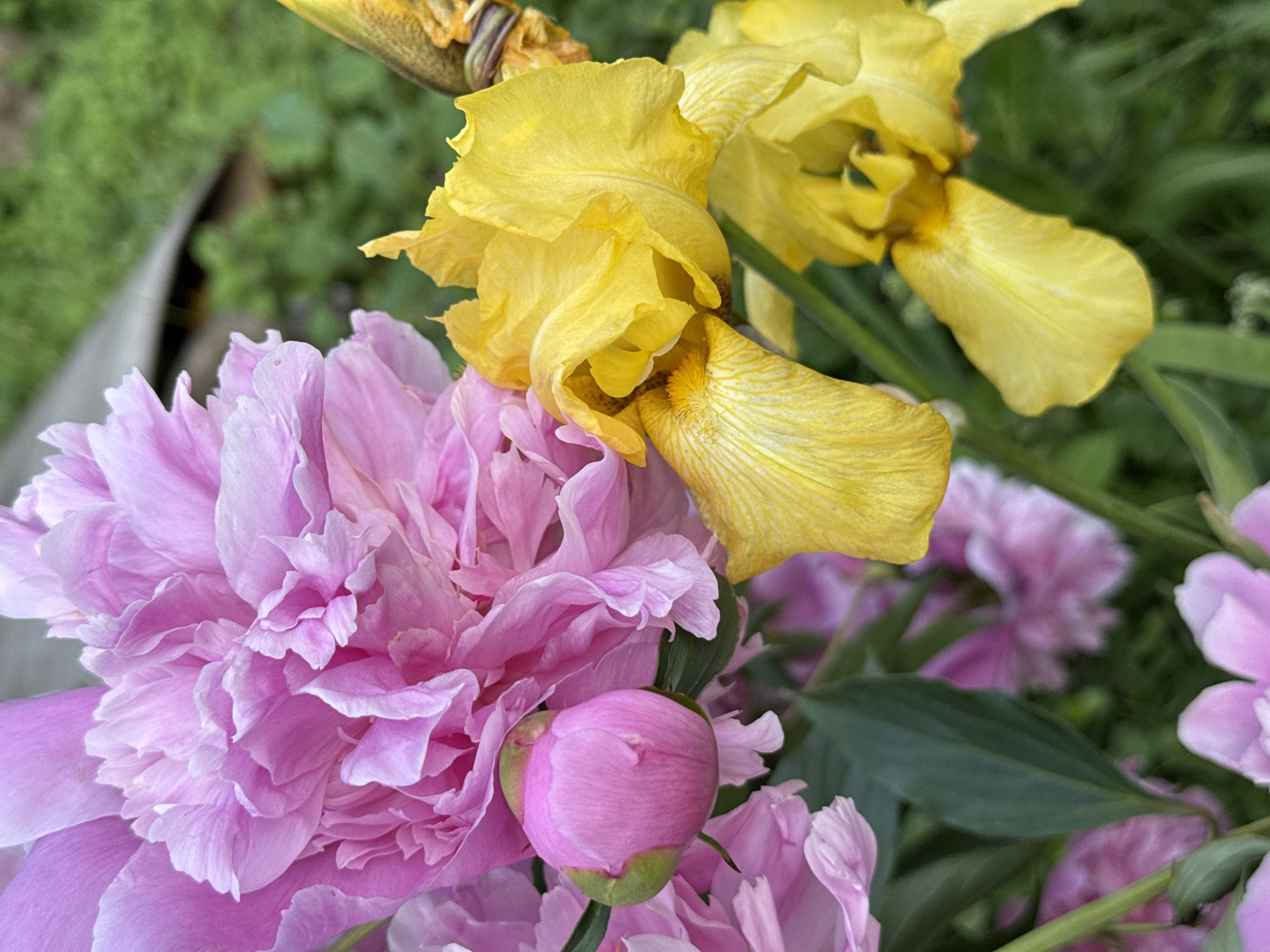 The image shows a close-up view of pink peonies and yellow irises in a garden setting. The flowers are in full bloom and appear to be healthy. The background is a blur of green foliage, suggesting a natural environment. There are no people or animals visible in the image, and no specific actions or interactions are taking place. The scene is static and peaceful. The image does not provide any information about the location in the city of Kazan, Russia.