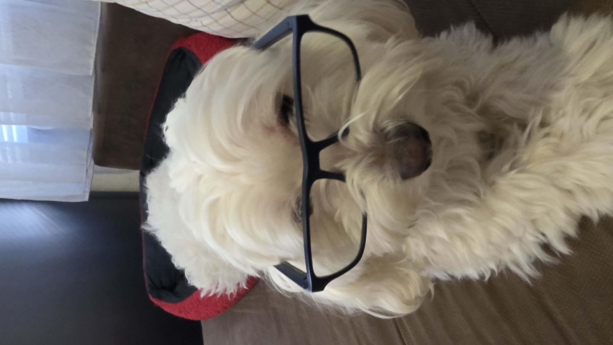 A white dog wearing black-rimmed glasses sits on a brown surface. Behind the dog is a red and black object and a pillow. Curtains are visible in the background. It is impossible to confirm the location as Blagoevgrad, Bulgaria, from the image.