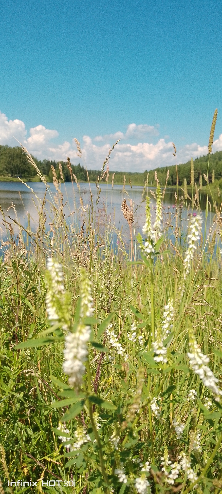 A low-angle, vertical, outdoor, daytime shot captures a sunlit natural scene of a lake and its surrounding vegetation. In the foreground, a profusion of green grass and tall, thin stalks with delicate white flowers dominate the frame. The flowers appear in clusters along the stalks, some in focus and others blurred by the shallow depth of field. The lake is visible in the mid-ground, its surface reflecting the bright blue sky dotted with white, fluffy clouds. The far shore of the lake is lined with a dense forest of green trees. The overall impression is one of a peaceful, idyllic summer landscape. The watermark "Infinix HOT 30i" is present in the bottom left corner of the image. The location is identified as Kedrovy, Russia.