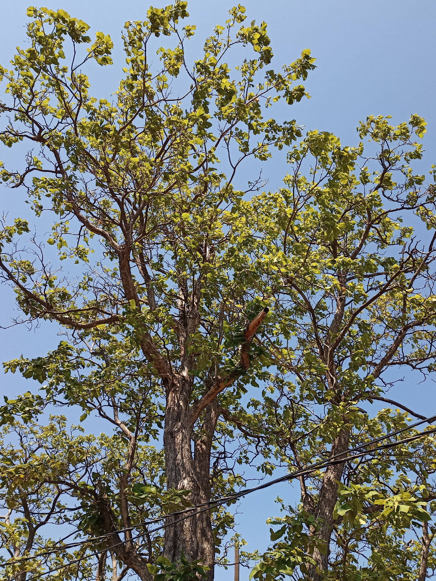 The image shows a close-up view of a large tree with green leaves against a clear blue sky. The tree has thick, textured bark and numerous branches extending upwards and outwards. Some power lines are visible crossing through the branches in the lower right portion of the image. The scene appears to be outdoors in a natural setting, likely a park or residential area, on a sunny day. The specific location in Amarillo, United States of America cannot be determined from the image alone. There are no people or animals visible in the photograph.