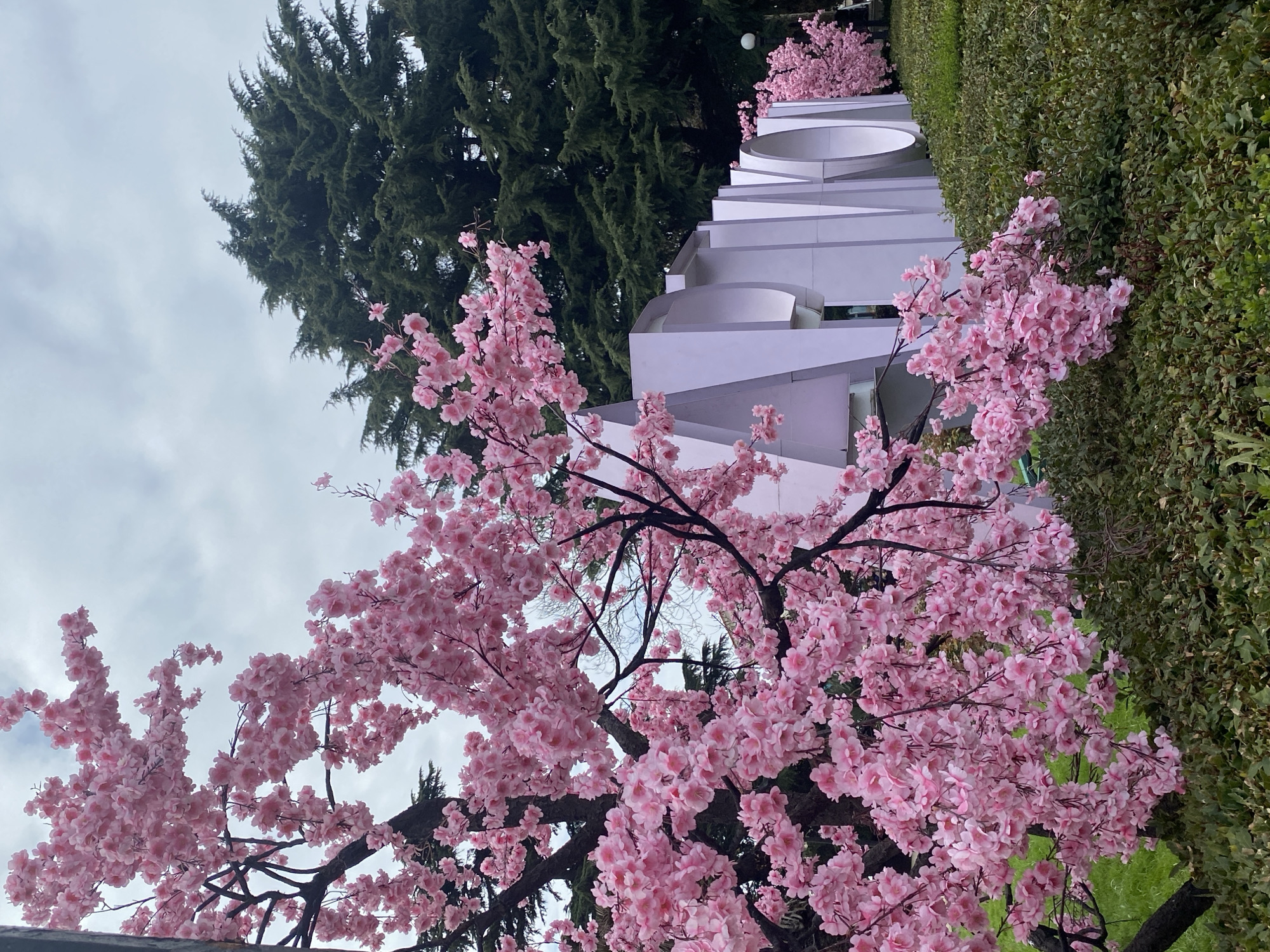 The image displays an outdoor scene in Sochi, Russia, characterized by artificial cherry blossom trees and a large city sign under an overcast sky. In the immediate foreground and left-center, a prominent artificial cherry blossom tree features densely clustered pink blossoms on dark branches. This tree partially obscures a large, three-dimensional sign spelling out "КРАСНОДАР" (Krasnodar) in light-toned, blocky capital letters. The letters "Р", "А", "С", "Н", "О", "Д", "А", "Р" are distinctly visible, receding to the right. The sign is positioned on a gently sloped landscape featuring manicured green grass and low, dark green hedges. In the midground-to-background, behind the sign, a dense cluster of tall, dark green coniferous trees stands against a uniform light gray, overcast sky. To the far right, another smaller artificial cherry blossom tree is visible, extending further along the path behind the large sign, accompanied by a single street lamp. There are no individuals or animals present in the scene.