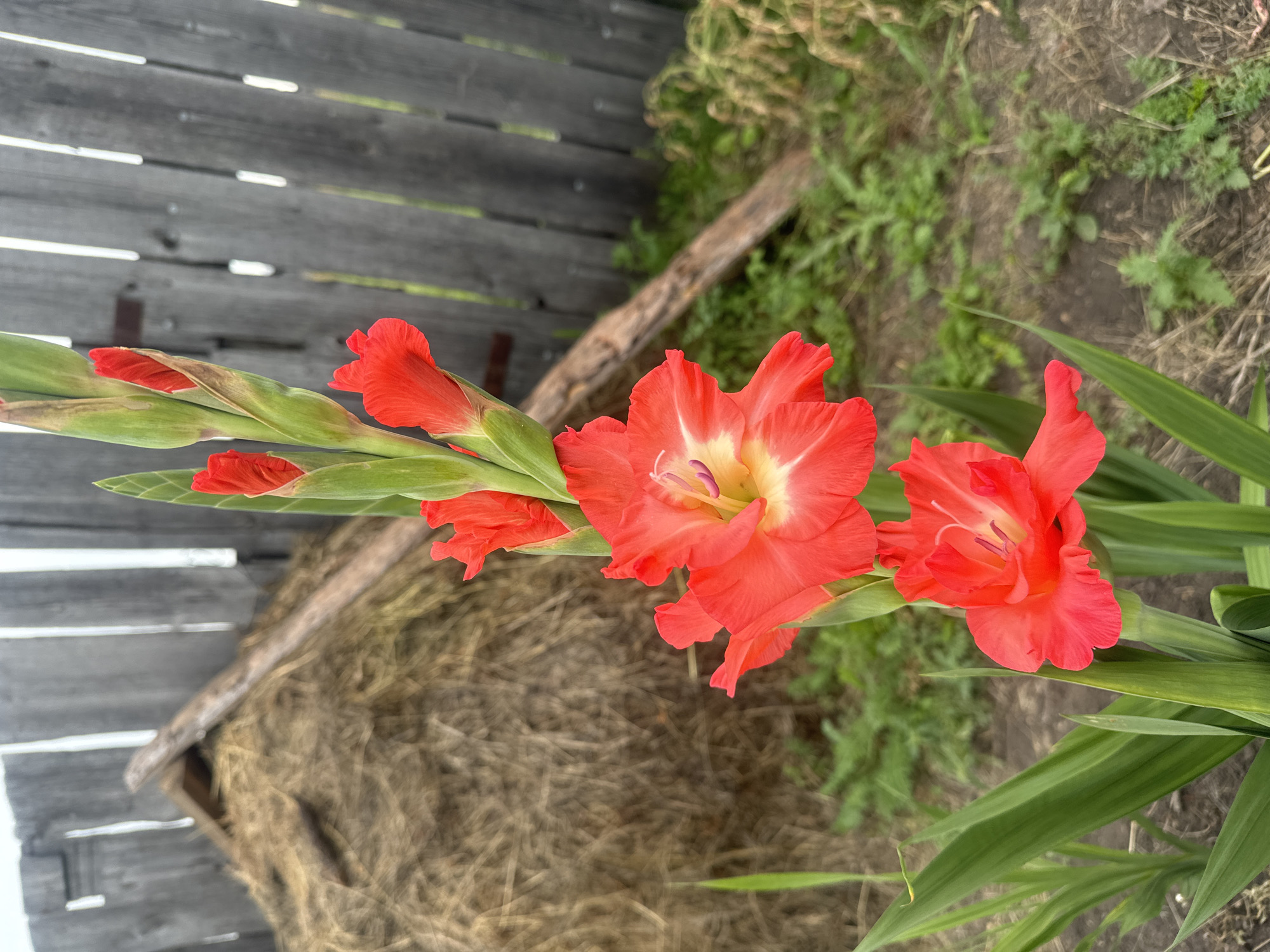A close-up, eye-level shot focuses on a vibrant red gladiolus flower in bloom, set against a blurred outdoor background. The flower's petals, tinged with yellow at the center, are unfurled, revealing delicate stamen. Above it, more red gladiolus buds are tightly closed, awaiting their turn to open. The flower stalk is tall and green, with long, sword-shaped leaves reaching upwards.
Behind the gladiolus, the scene softens into a rustic tableau. A weathered, grey wooden fence runs diagonally across the upper portion of the frame, its vertical planks showing signs of age and exposure to the elements. Leaning against the fence is a large, rustic haystack, its dry, golden straw a stark contrast to the lush green of the foreground. A rough-hewn wooden beam rests on top of the haystack, adding to the rustic charm.
The ground beneath the flowers is a mix of dry earth and sparse green grass, with some dry, straw-like debris scattered around, suggesting a rural or garden setting. The overall impression is one of natural beauty and rustic simplicity, hinting at a quiet, possibly autumnal scene in the countryside. This scene is likely located in the city of Maksimovshchina, Russia, given its rural characteristics.