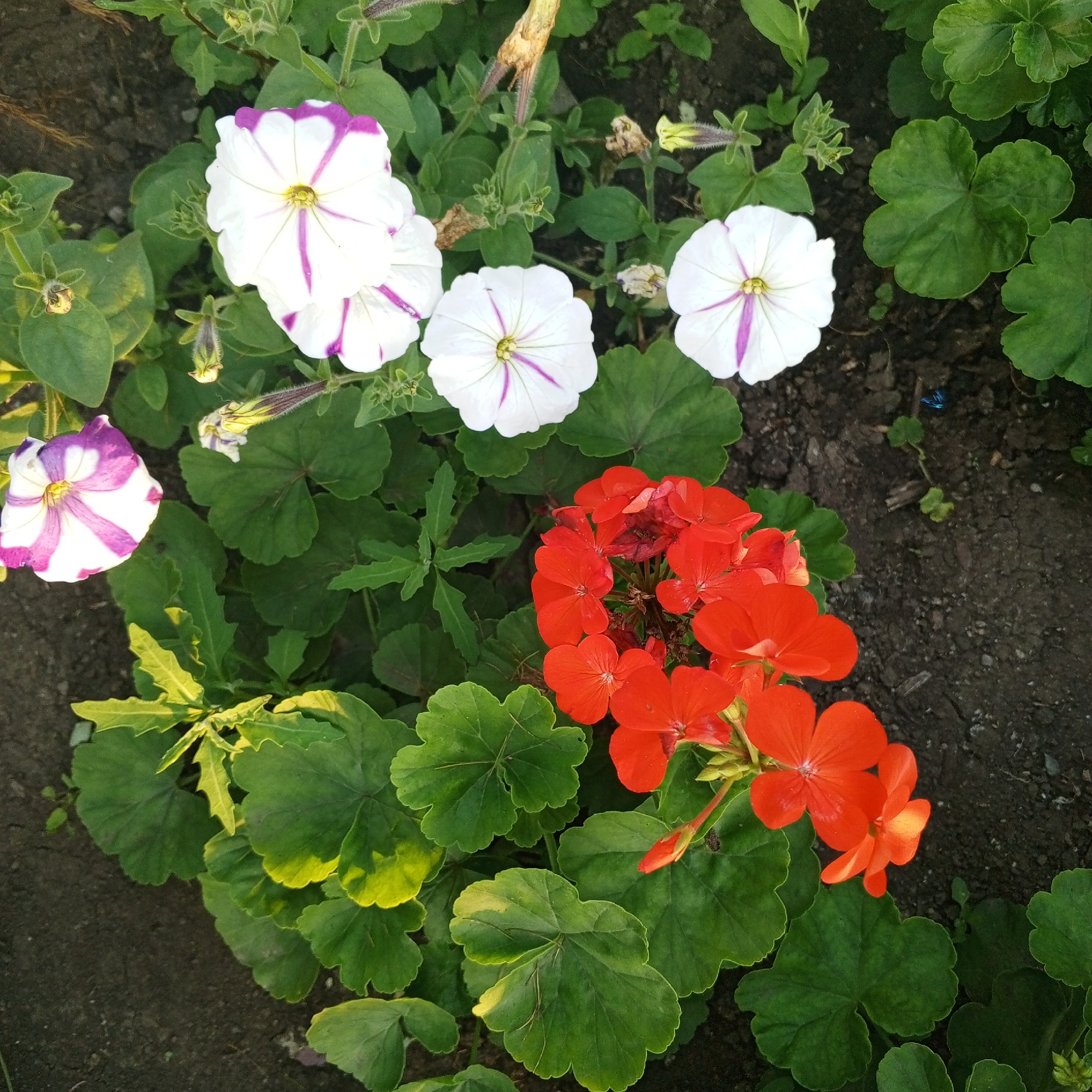 A close-up, high-angle shot captures a cluster of vibrant red geraniums and white petunias with purple stripes, interspersed with lush green foliage, blooming in dark soil. The flowers are in focus, while the background consists of soil and more greenery. The scene appears to be a garden or park in Sayanogorsk, Russia, bathed in natural light. There are no people or animals visible in the image.