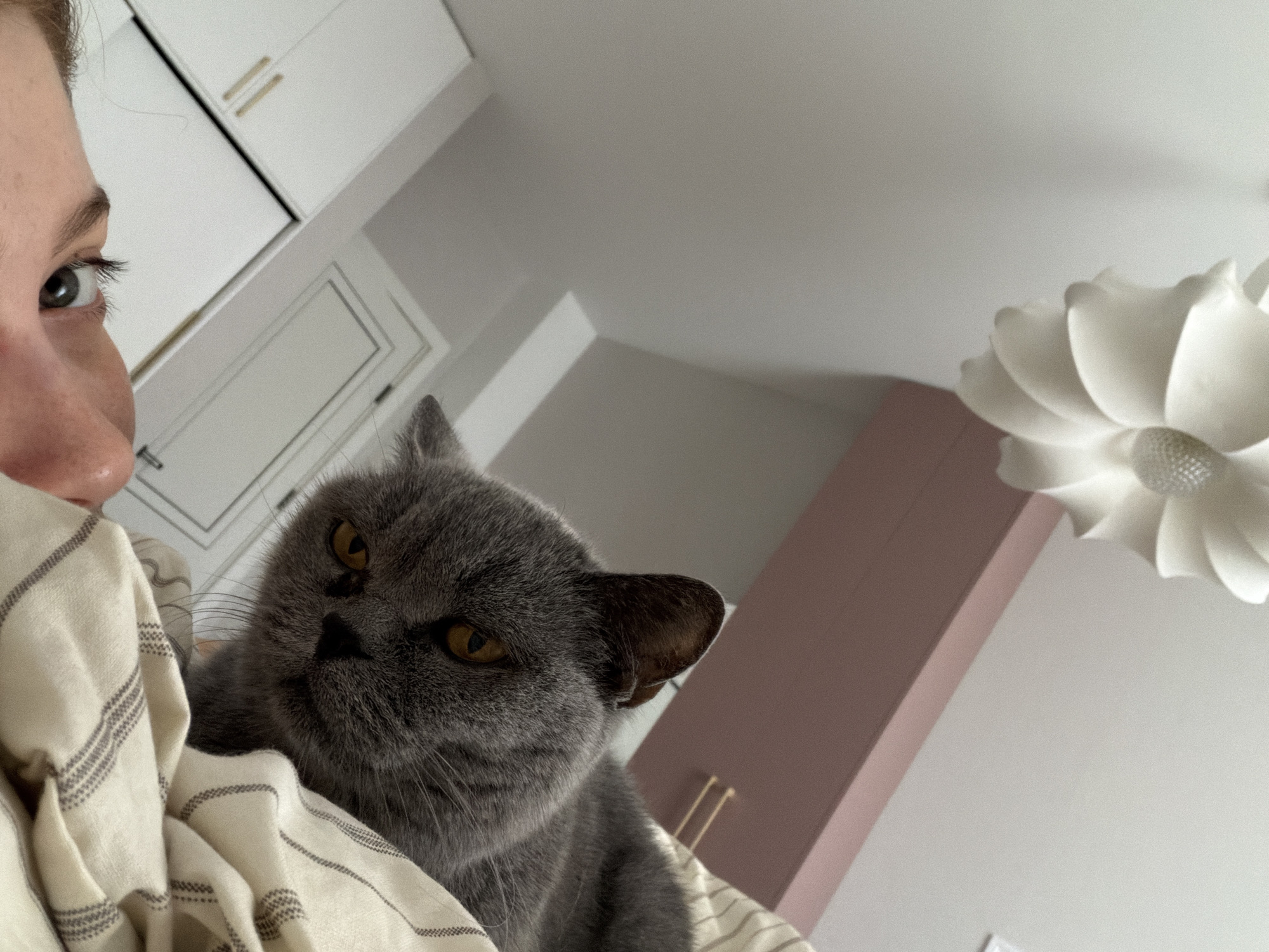 A close-up, low-angle shot shows a person and a gray cat, possibly a Scottish Fold. The person's face is partially visible on the left, showing a portion of their eye and nose. The cat's face is centered, with amber eyes. A white and gray striped fabric, possibly a blanket or clothing, is draped around them both.
In the background, there are glimpses of a modern interior. White cabinets with gold handles are visible towards the upper left. To the right of the cat, there's a section of a muted pink wall. A white, flower-shaped light fixture hangs from the ceiling in the upper right corner.
There is no information to determine the location as Tbilisi, Georgia.