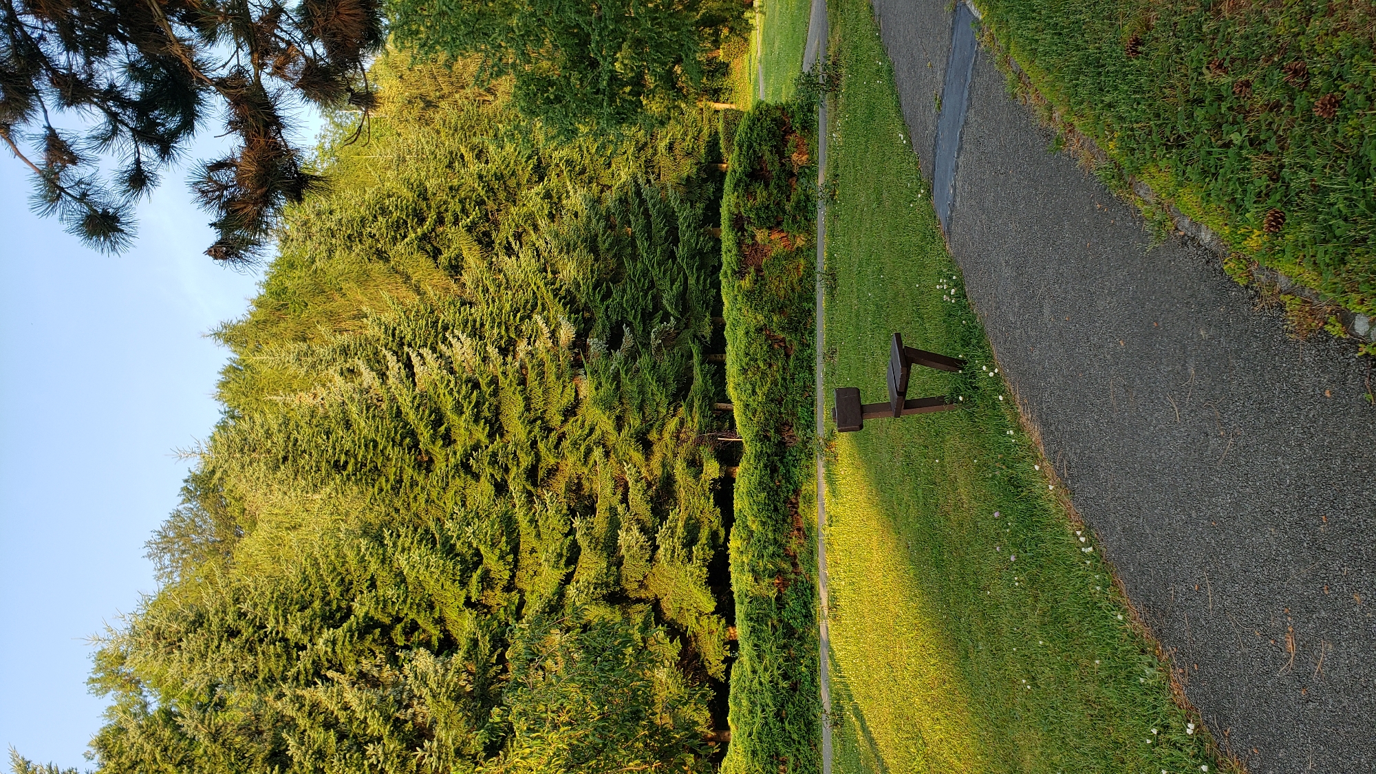 The image depicts a park scene in Prešov, Slovakia. A paved walkway curves through a grassy area. In the foreground, a simple wooden bench sits on the grass, bathed in sunlight. Behind the bench, a low, manicured hedge runs horizontally, separating the lawn from a dense forest of tall coniferous trees that dominate the background. The sky above is clear and blue, with a few branches of a pine tree visible in the upper right corner. The lighting suggests it is late afternoon or early morning, with long shadows cast across the grass. There are no people visible in the image.