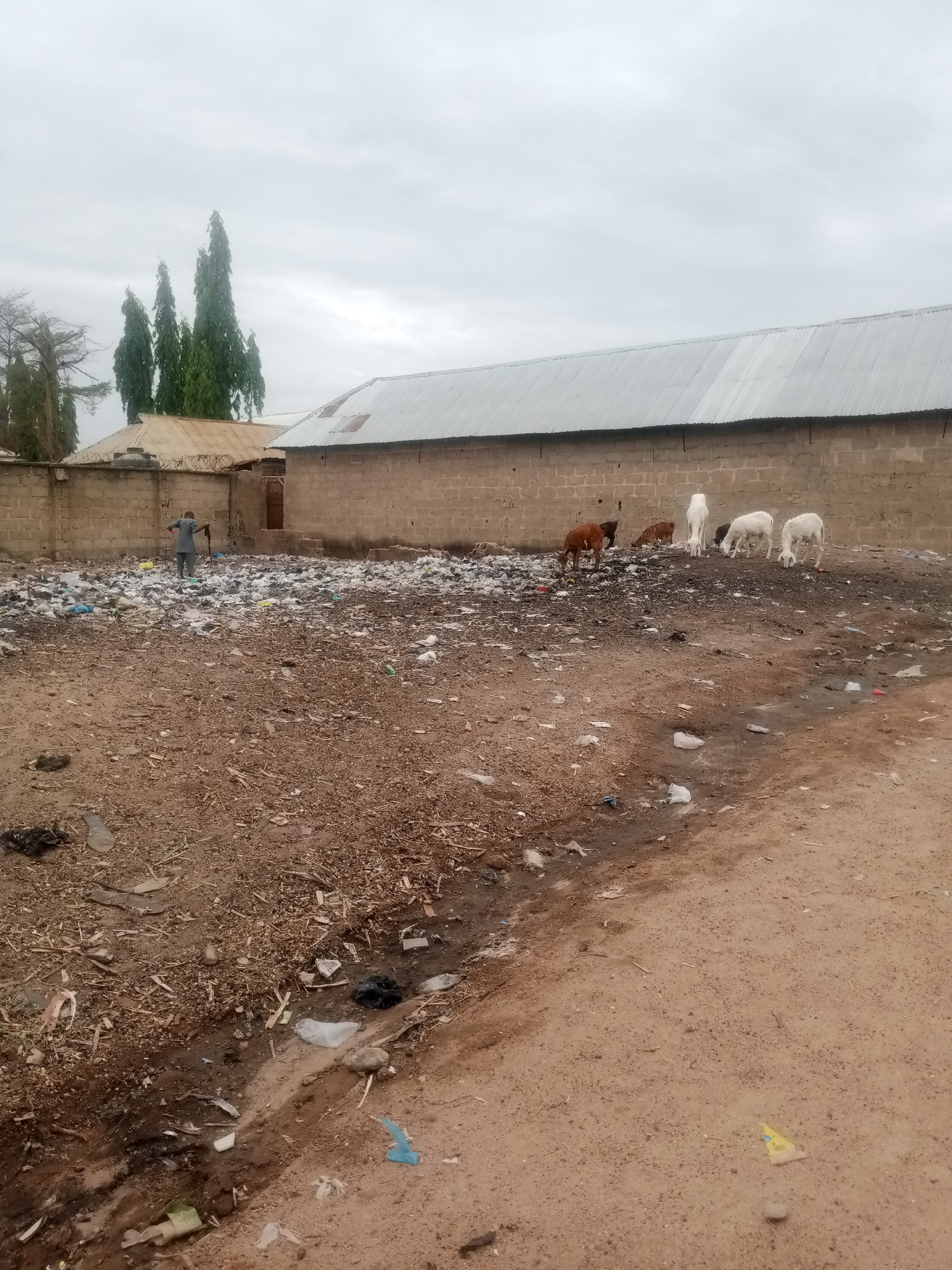The image depicts a neglected urban area in what appears to be Nigeria, possibly within the city area 0801712591. A large plot of land is covered in accumulated garbage, including plastic bags and other refuse. Several goats graze amidst the trash.
In the background, a man stands near a brick wall and an adjacent building with a corrugated metal roof. Other buildings and tall, thin trees are also visible in the background. The foreground shows a dirt road littered with debris. The sky is overcast and grey. The overall scene suggests poverty and inadequate waste management infrastructure.