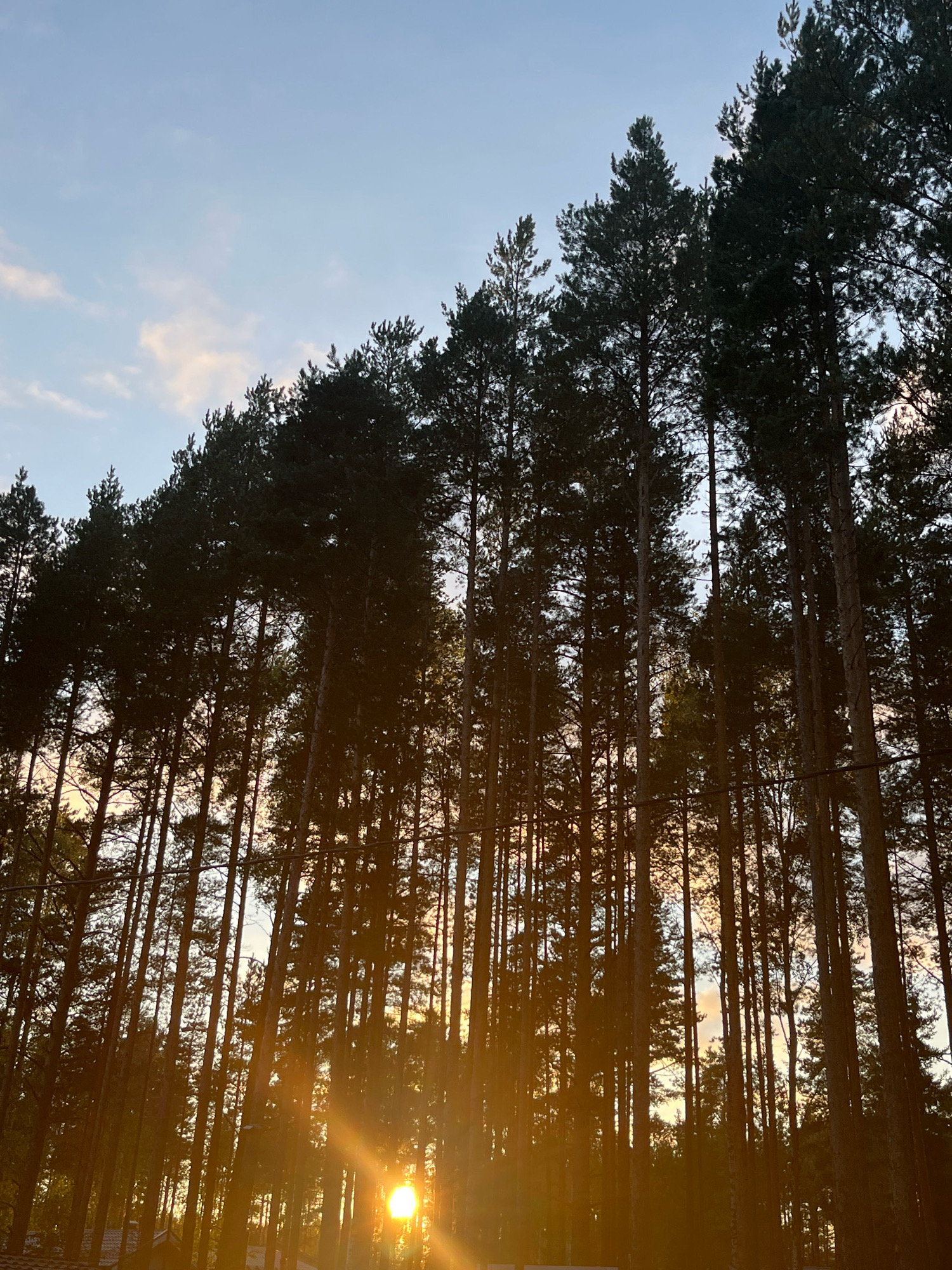 The image depicts a dense pine forest with tall trees silhouetted against a bright sky. The sun is setting or rising, casting a warm, golden glow through the trees and creating lens flare in the lower right quadrant of the image. Wispy clouds are visible in the sky, tinged with pink and orange from the sunset. The forest floor is not clearly visible due to the dense canopy and the low angle of the sun. The overall impression is one of a serene and natural landscape. The image does not provide any specific clues about its location within the city of Unknown, Russia.