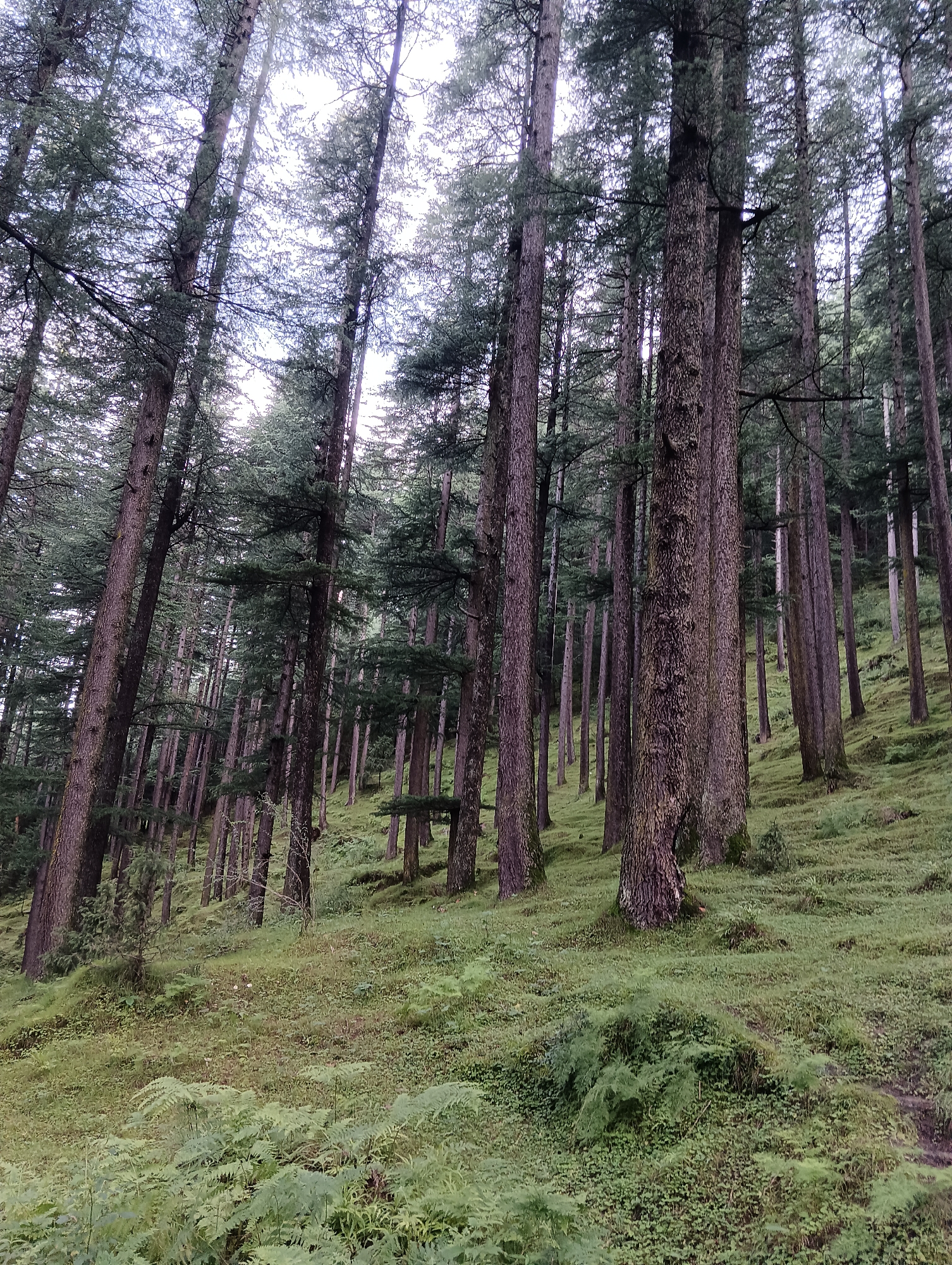 A vertical, full shot captures a dense, steep forest in Chhyal, India. Tall, slender trees with rough, dark brown bark dominate the frame, their trunks angled sharply upwards. The forest floor is covered in lush, green grass and ferns, with a few smaller saplings interspersed. The overcast sky, visible through the tree canopy, lends a diffused, soft light to the scene. The overall impression is one of a tranquil, wild, and verdant landscape.