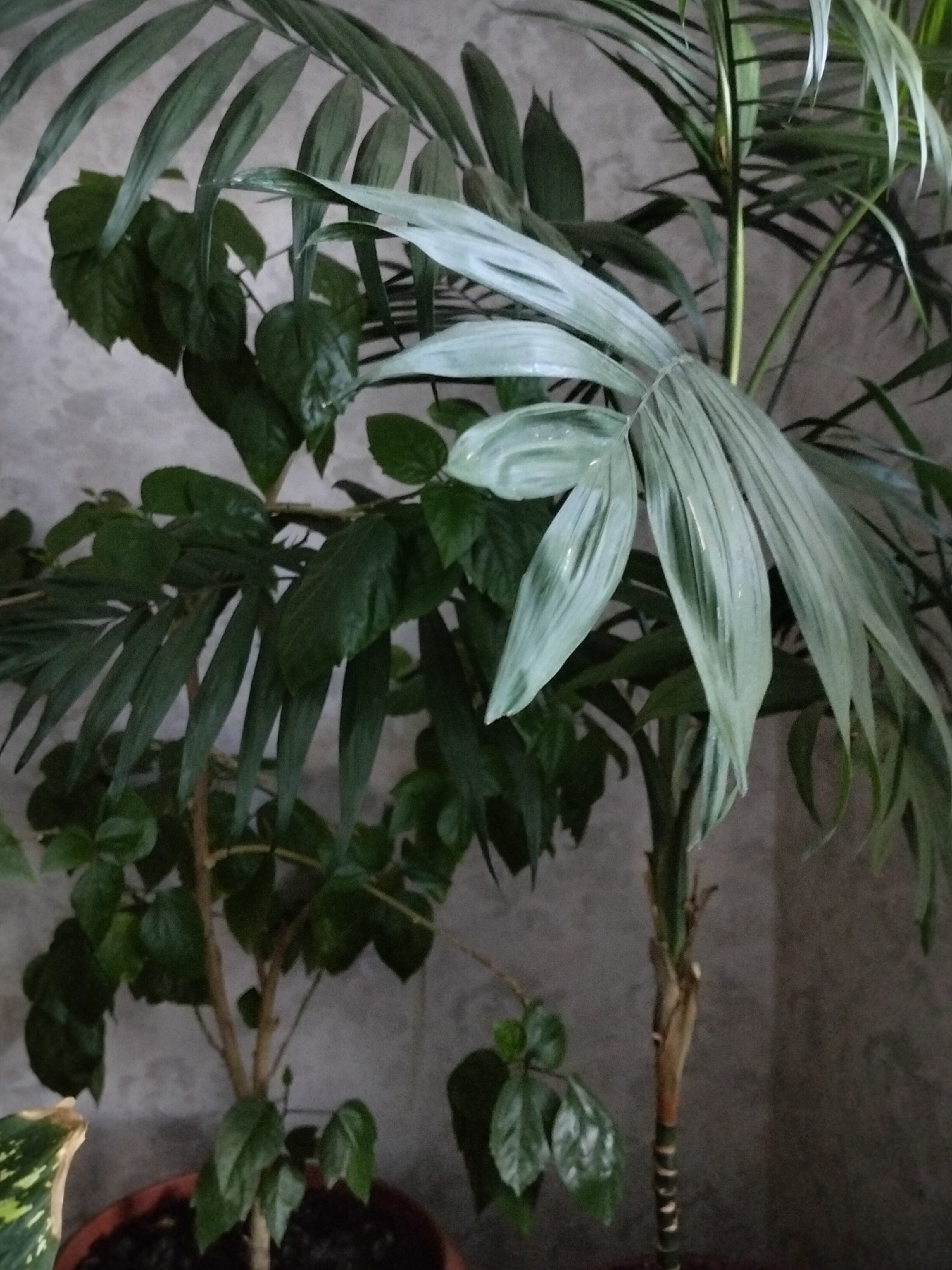 The image shows two potted houseplants indoors, likely in an apartment in Nizhnedonskoy, Russia. On the left is a plant with large, dark green, glossy leaves. To its right is a taller plant with long, slender, pale green leaves that appear to have lighter striping. The background is a neutral, textured wall, possibly concrete or plaster, with a mottled gray appearance. The plants are in dark-colored pots filled with soil. The lighting is dim, suggesting an indoor environment. There are no people or animals visible in the image.