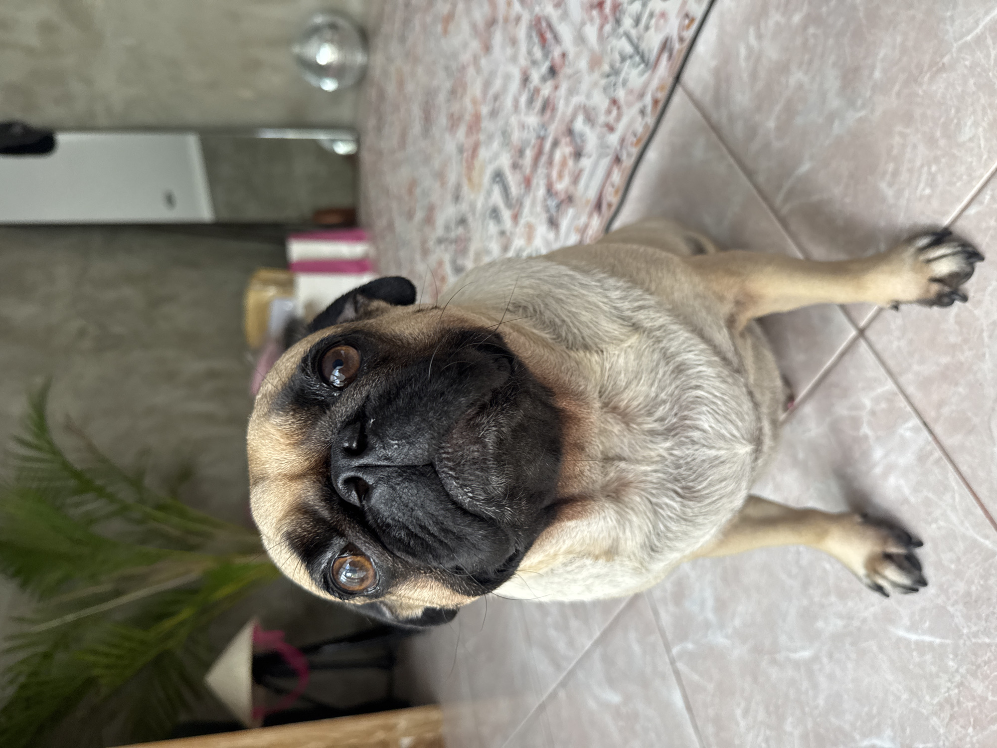 A fawn pug is lying on a tile floor. The dog is facing the camera with its head tilted slightly. The background includes a plant, a rug, and a wall with a mirror. The scene is in North Kuta, Indonesia.