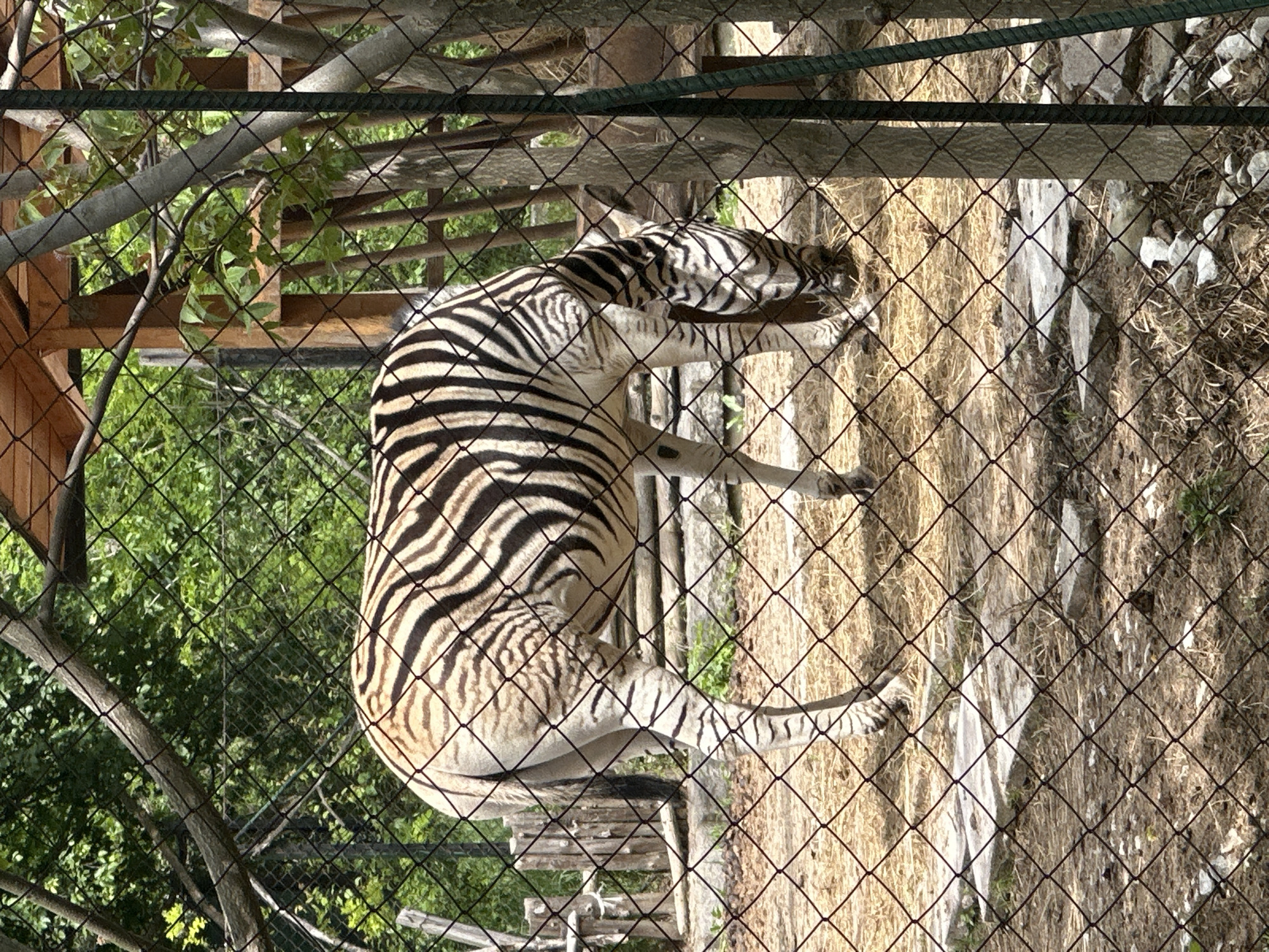 The image depicts a zebra inside an enclosure with chain-link fencing, likely at the Sofia Zoo in Sofia, Bulgaria. The zebra is standing on dry grass and stones. A wooden structure is visible in the background, partially obscured by trees and greenery. The overall scene suggests a zoo environment.