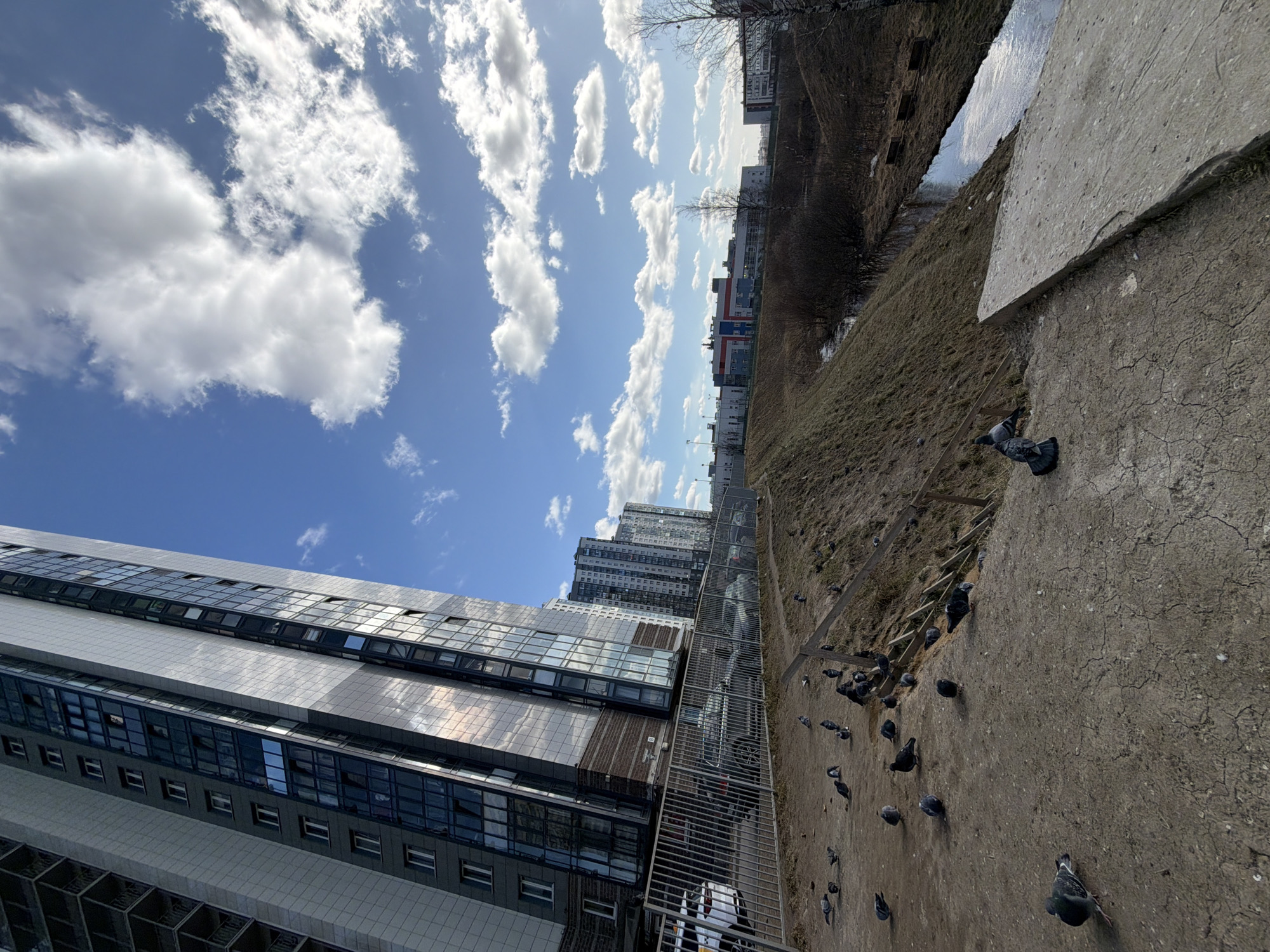 The image presents an urban-fringe scene in Saint Petersburg, Russia, under a clear blue sky with scattered cumulus clouds. In the foreground, a dry, cracked dirt path covers the lower half of the frame. Approximately 30-40 pigeons are scattered across this path, some appearing to be pecking at the ground. To the immediate right, a gray concrete slab angles downwards, bordering the path. Beyond the path and concrete, a steep, dry grassy embankment slopes down to a narrow, calm stream or canal.
To the left, a tall, modern multi-story residential building with a facade featuring alternating gray panels, white sections, and extensive reflective dark glass windows dominates the left side of the frame, appearing to lean due to the camera's tilted perspective. A metal fence runs along the base of this building, separating it from the dirt path. Behind the fence, several cars, including white and dark-colored sedans, are parked.
In the midground, beyond the stream, another less steep embankment is visible, covered with dry grass and sparse, bare trees and shrubs. Further in the distance, a cluster of modern buildings with varied architectural designs, including one prominent structure with white, red, and blue colored sections, completes the urban landscape. No human subjects are visible in the scene.