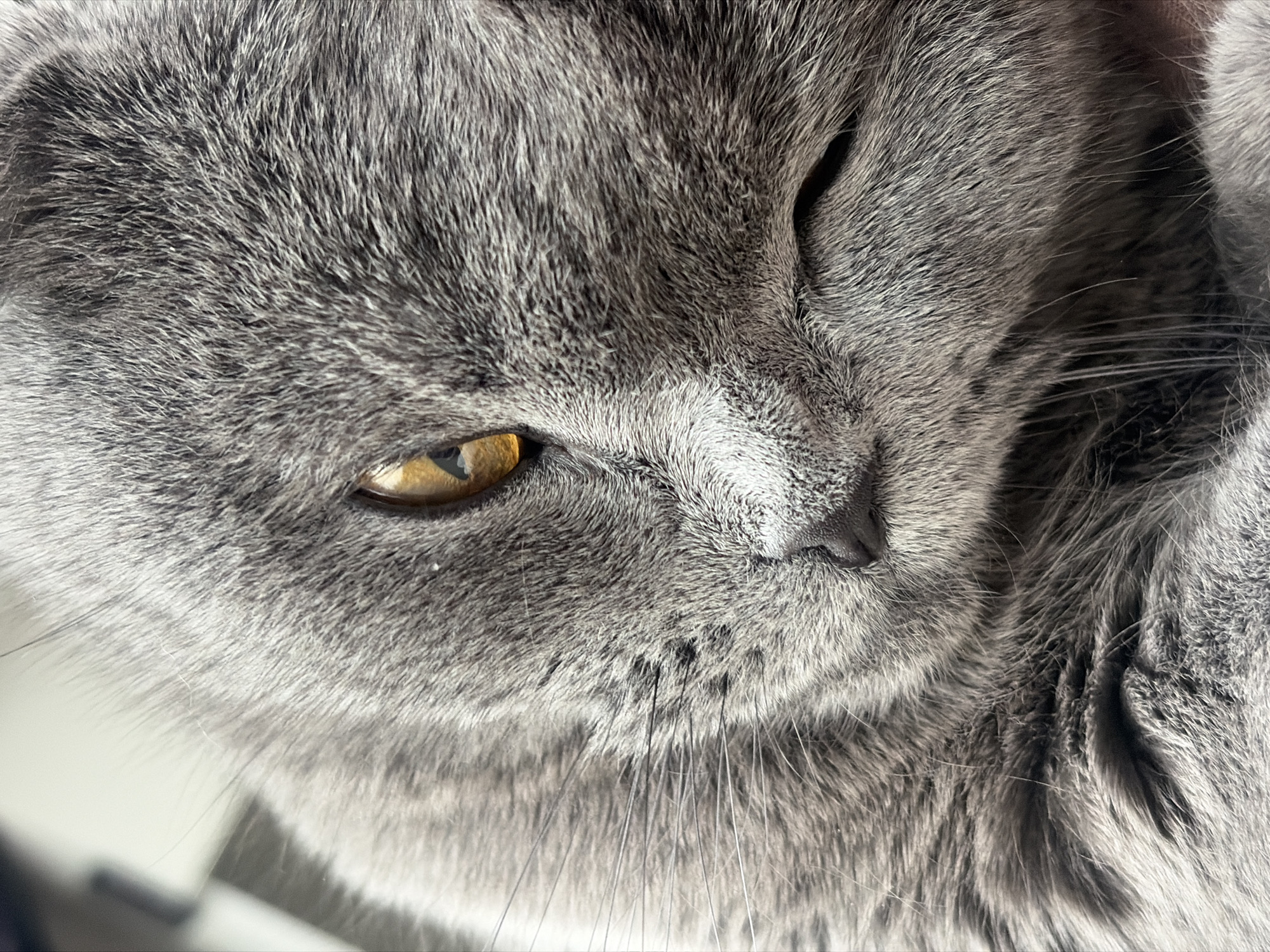 A close-up of a gray cat's face. The cat's fur is short and dense, and its eyes are golden yellow. The cat appears to be resting or sleeping. The location is not identifiable from the image and thus cannot be identified as being in Saint Petersburg, Russia.