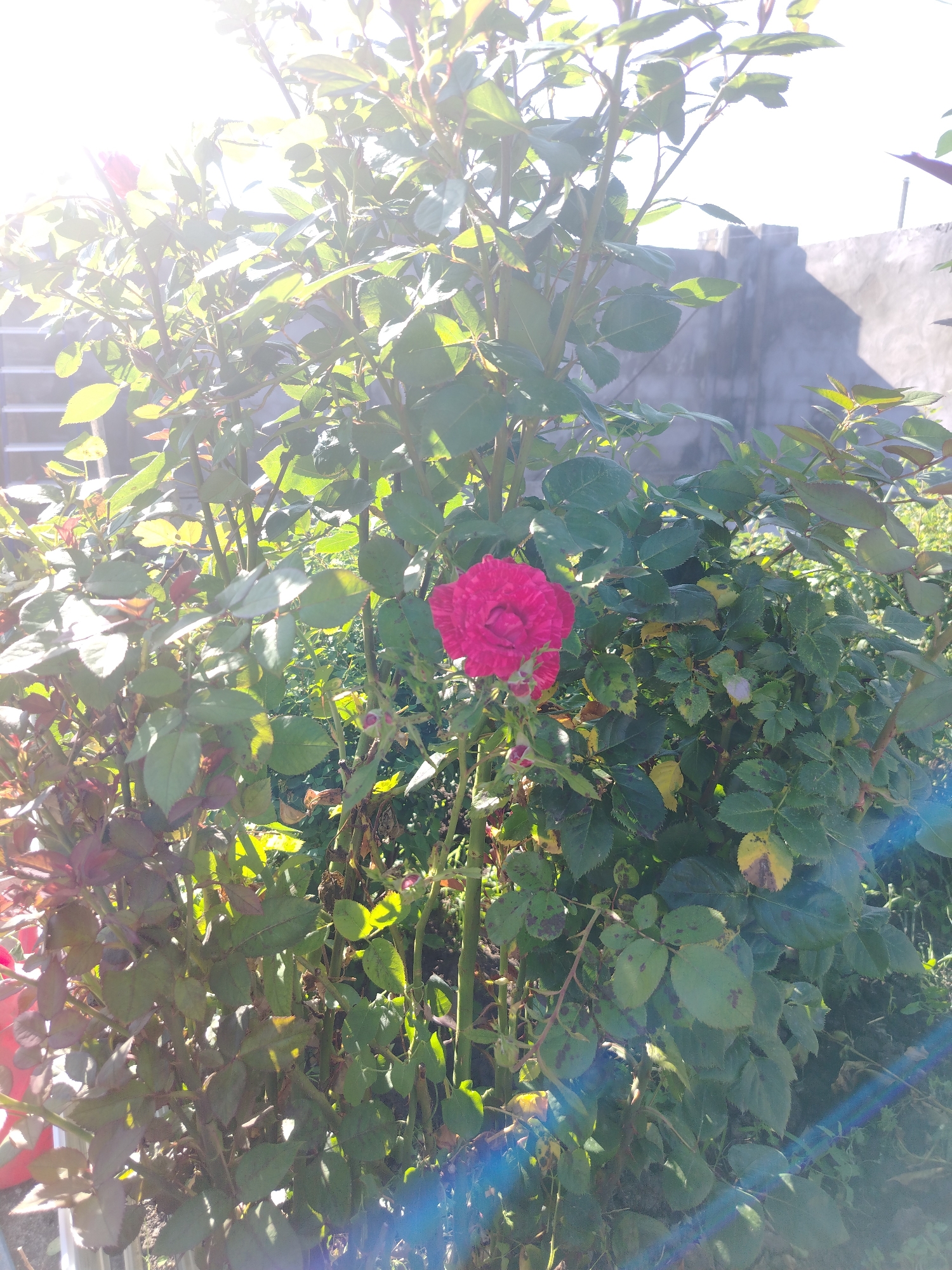 A close-up shot captures a vibrant pink rose in full bloom, centered against a backdrop of lush green foliage. The rose, with its intricate petals, is the focal point of the image, bathed in the warm glow of sunlight that creates a lens flare effect across the scene. Behind the rose bush, a muted gray wall can be seen, suggesting an urban or semi-urban environment. The overall impression is one of natural beauty thriving amidst a man-made landscape.