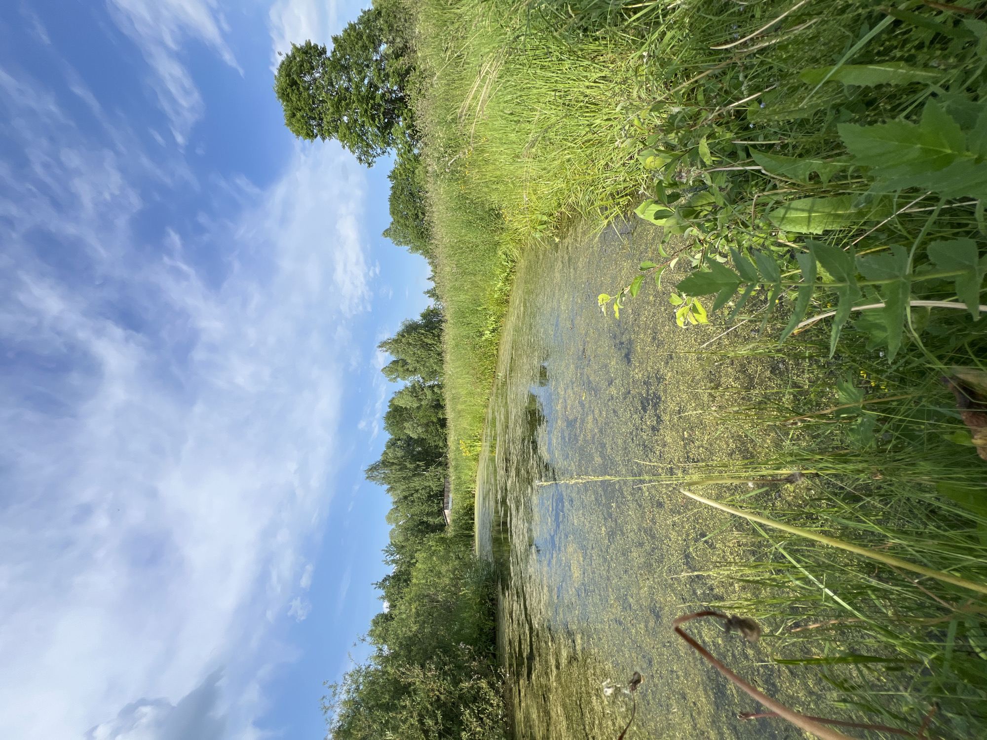 The image depicts a serene natural landscape, likely located in or near the village of Alyash, Russia. A calm, green pond, partially covered with algae, occupies the foreground. The water is surrounded by lush green vegetation, including tall grasses and trees that form a dense backdrop. In the distance, a small building with a light-colored roof is visible amongst the trees. The sky above is a vibrant blue, with wispy white clouds scattered across it. The overall impression is one of a tranquil, uncultivated natural setting under a clear, sunny sky. There are no people or animals visible in the image.