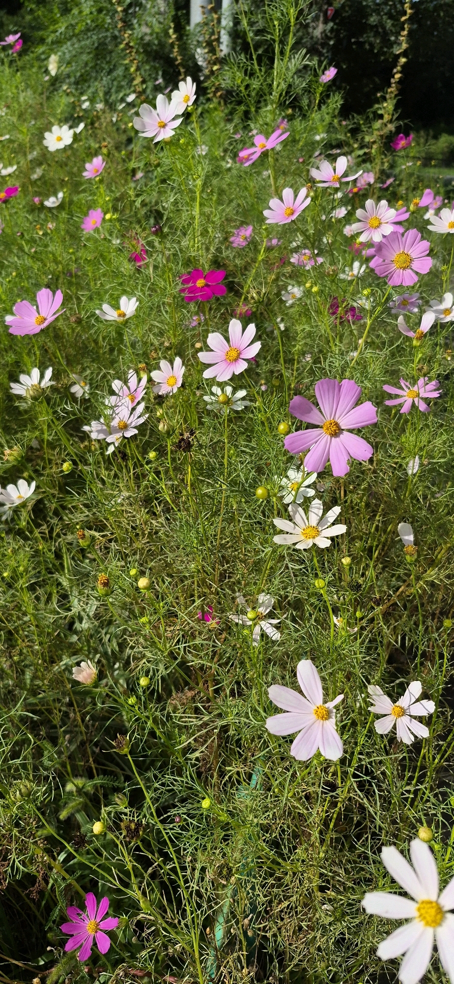 The image depicts a dense field of cosmos flowers in bloom, interspersed with their feathery green foliage. The flowers display a variety of colors, including white, pale pink, and a vibrant magenta. Some flowers are fully open, revealing their yellow centers, while others are in various stages of development, with buds and seed heads visible. The background is a soft blur of green foliage and hints of darker shadows, suggesting an outdoor setting bathed in natural light, possibly a garden or a meadow. There are no people or discernible man-made structures present in the immediate foreground or midground of the image. The overall impression is one of natural, abundant growth.