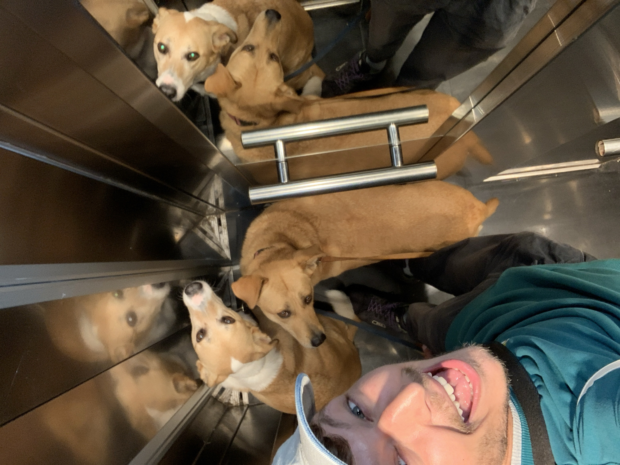 A man in an elevator takes a selfie with his three dogs. The elevator walls are stainless steel. The man is wearing a teal jacket and a light blue baseball cap. The dogs are a mix of brown and tan, and one has a white stripe down its face. The elevator has a horizontal grab bar. The location is unknown and there is no definitive indication the location is Tel Aviv, Israel.