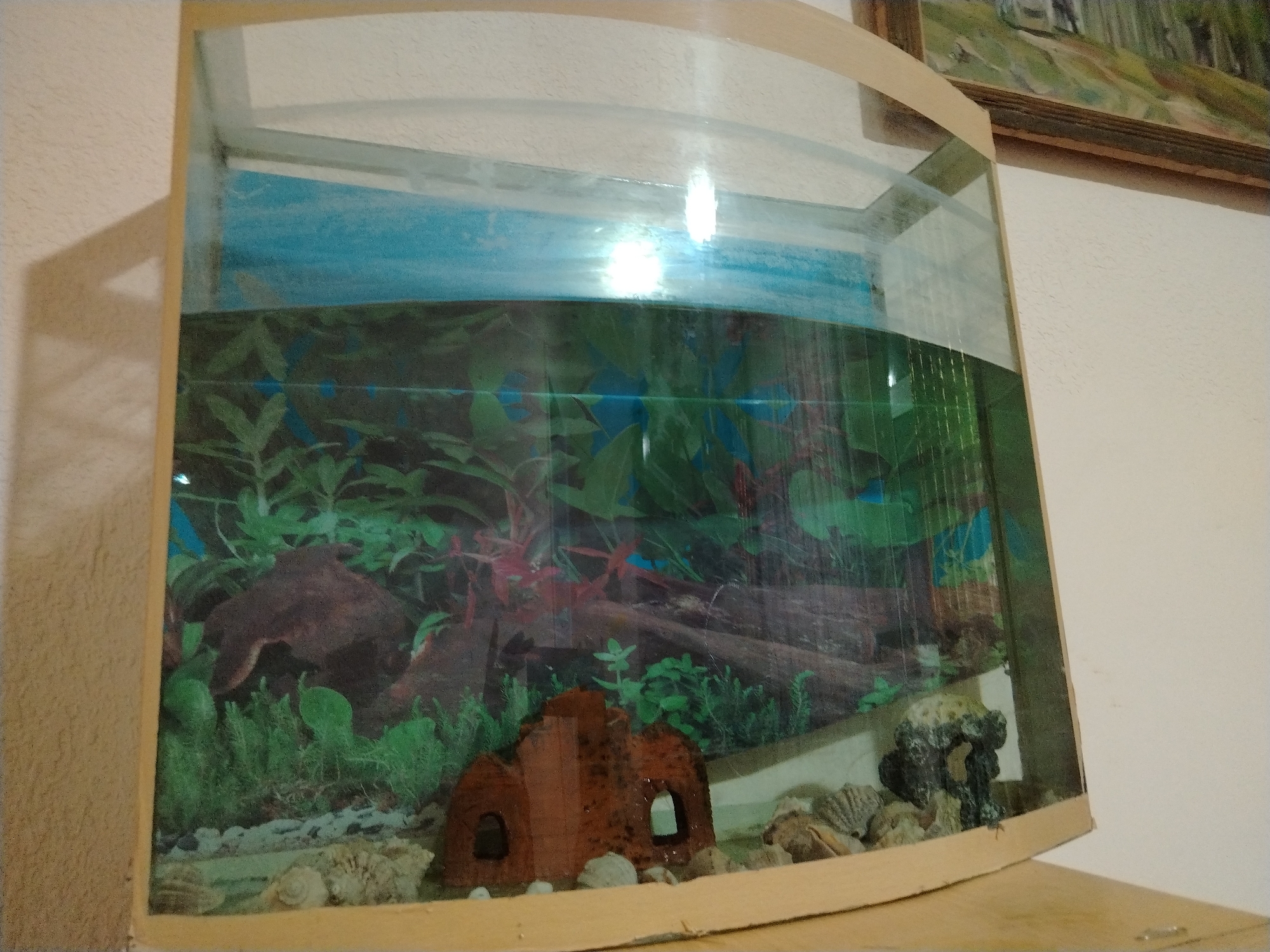 The image shows an aquarium with a curved glass front, filled with water and decorated with artificial plants, rocks, and shells. The background of the aquarium appears to be a blue and green scene, likely a printed backdrop. A light-colored frame surrounds the aquarium. The aquarium is placed on a surface, possibly a table or shelf, with a wall visible behind it. There is also a framed painting hanging on the wall above and to the right of the aquarium, depicting a landscape. The overall scene suggests an indoor setting, possibly a home or a public space. There are no people or animals visible in the image. The location is identified as the city of Nukus, Uzbekistan.