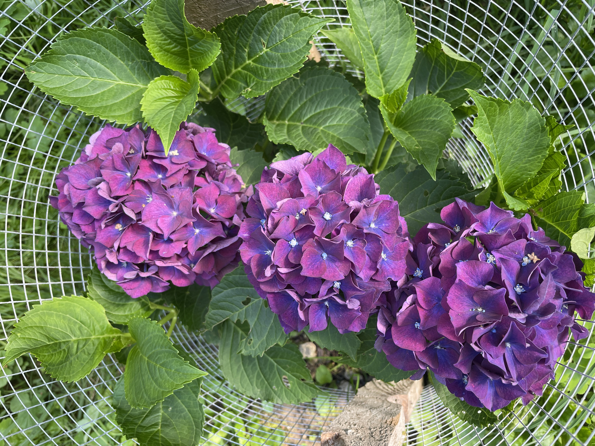 Three clusters of deep purple hydrangea flowers are visible in the foreground, set against a backdrop of lush green leaves. A circular wire mesh cage surrounds the flowers and foliage. The scene appears to be outdoors, with hints of dry soil and vegetation visible beneath the leaves. The image does not contain any identifiable landmarks or elements that would suggest a specific location within Piatra-Neamț, Romania. The lighting suggests it is daytime, with the sun casting bright light on the flowers and leaves.