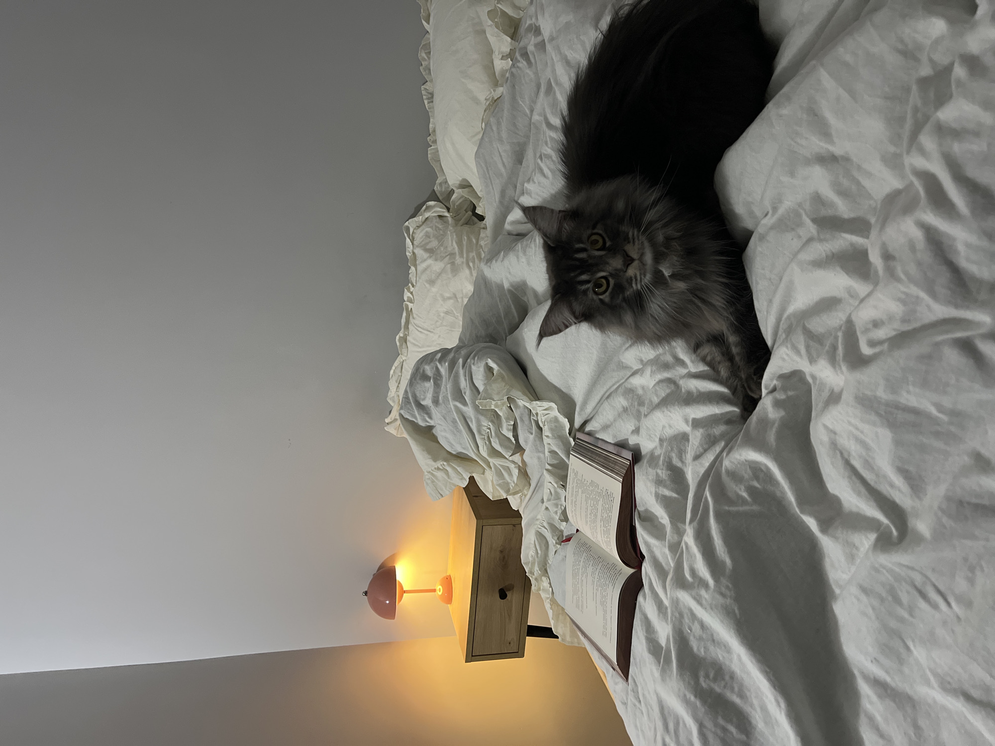 The image shows a gray, long-haired cat lying on a white bed. An open book rests on the bed next to the cat, near a light wooden nightstand with a pink lamp. The wall behind the nightstand is painted a light gray color. There is no visible information suggesting the image was taken in Ternopil, Ukraine, or any city.