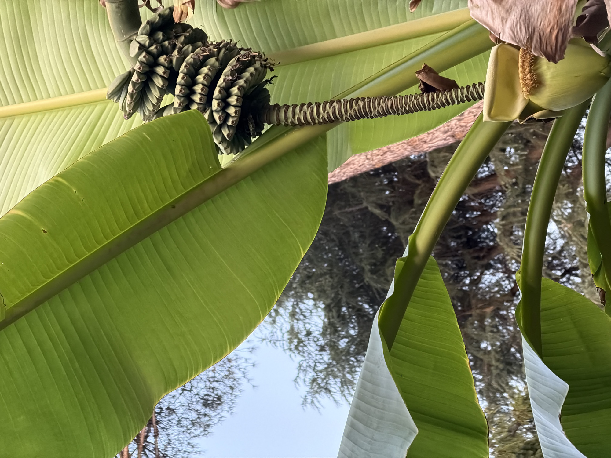 A close-up, low-angle shot captures a cluster of developing green bananas hanging from a stalk, surrounded by lush, large green banana leaves. The tropical plant is set against a backdrop of a bright, clear sky and the silhouette of trees, suggesting an outdoor setting. The image is detailed and crisp, with focus on the textured surfaces of the leaves and the individual nascent fruits. This scene is located in Rome, Italy, likely in a botanical garden or a private garden that accommodates such subtropical flora. No people or actions are depicted.